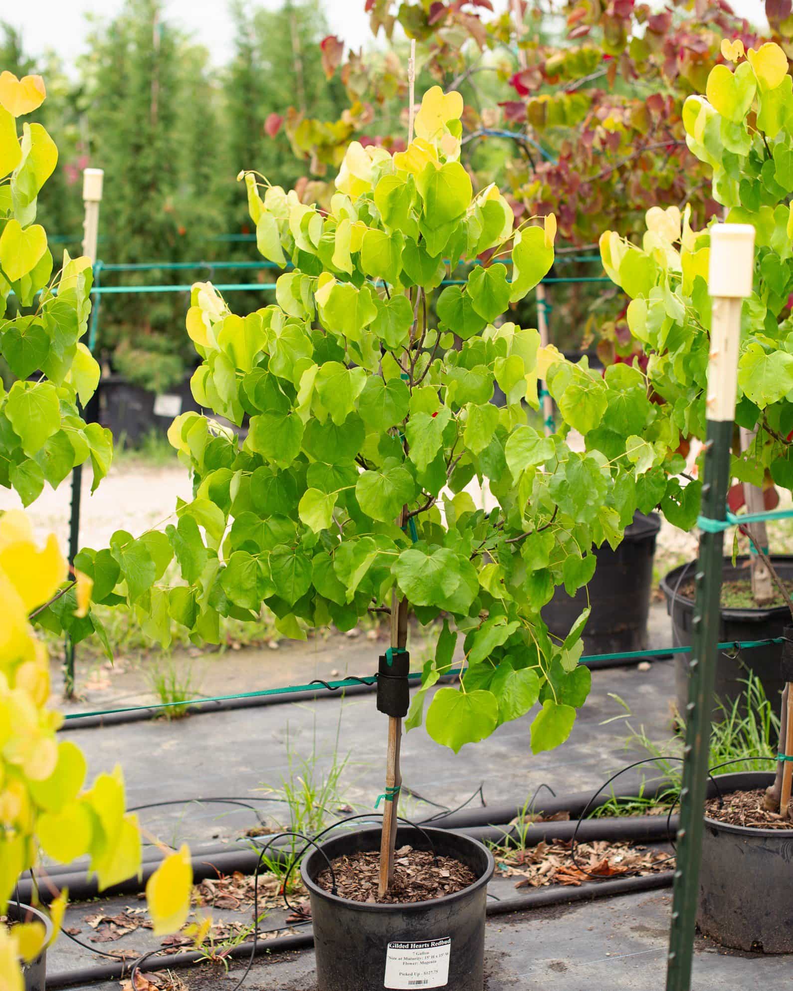 Gilded Hearts Redbud