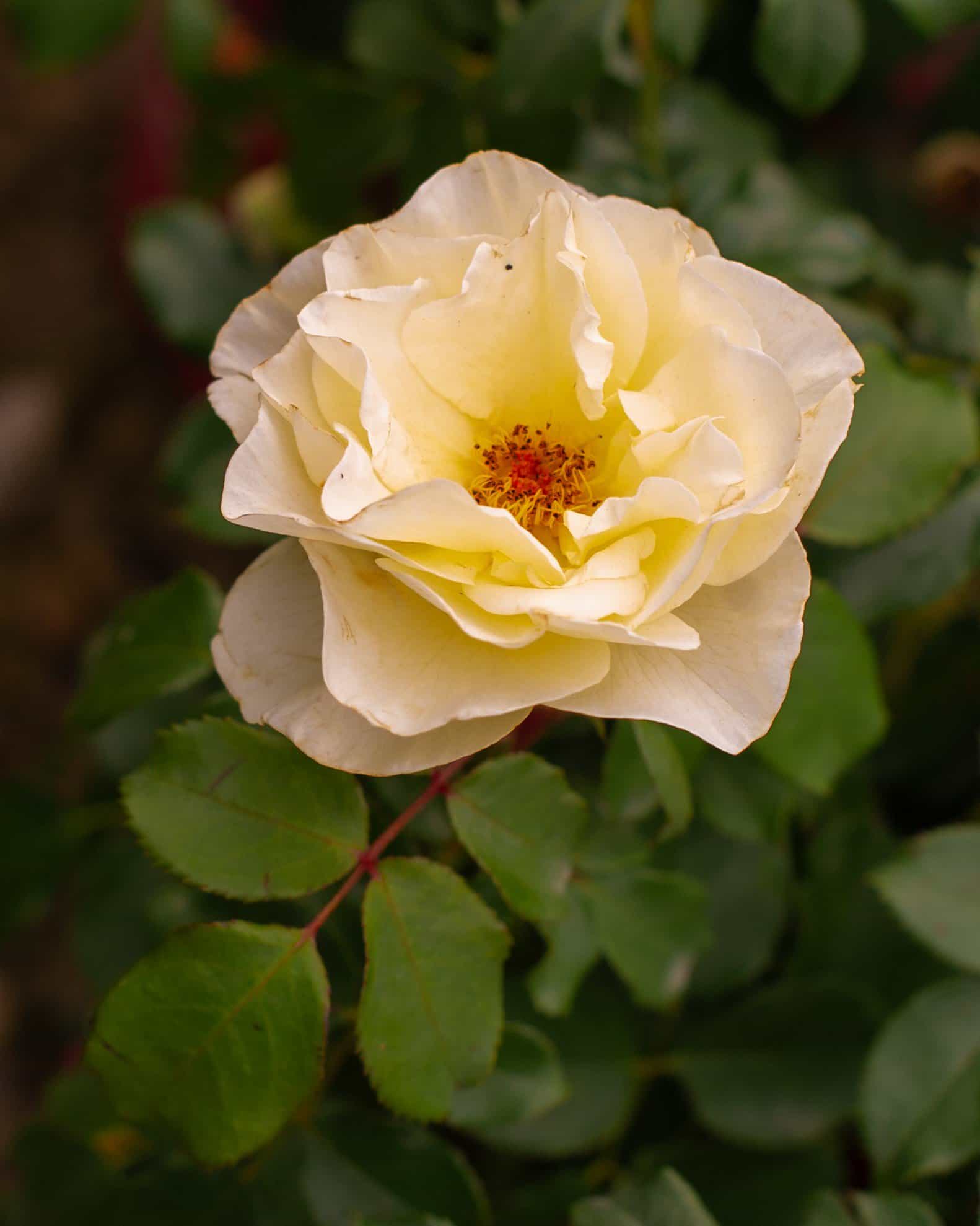 Easy Elegance High Voltage Rose