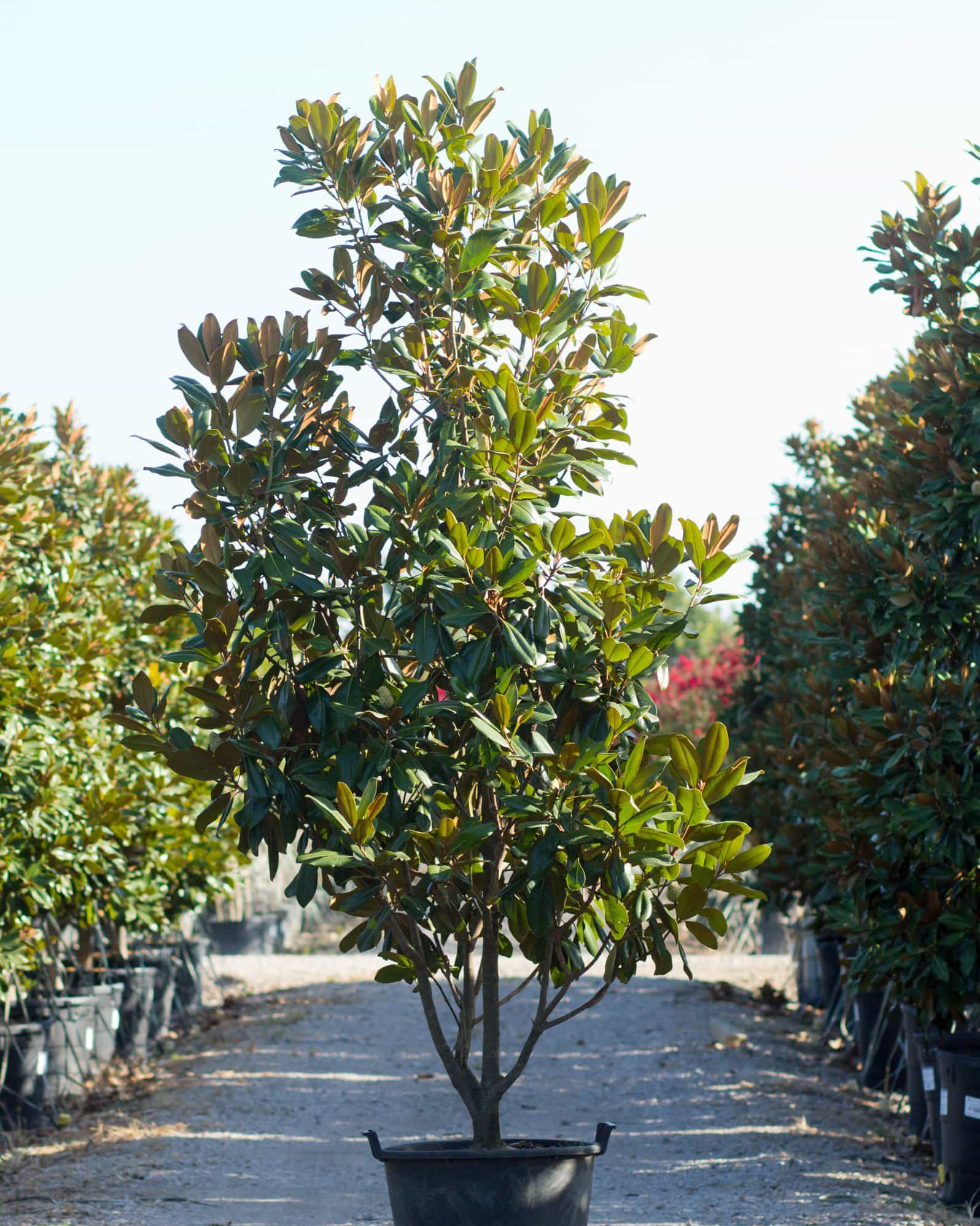 Edith Bogue Magnolia