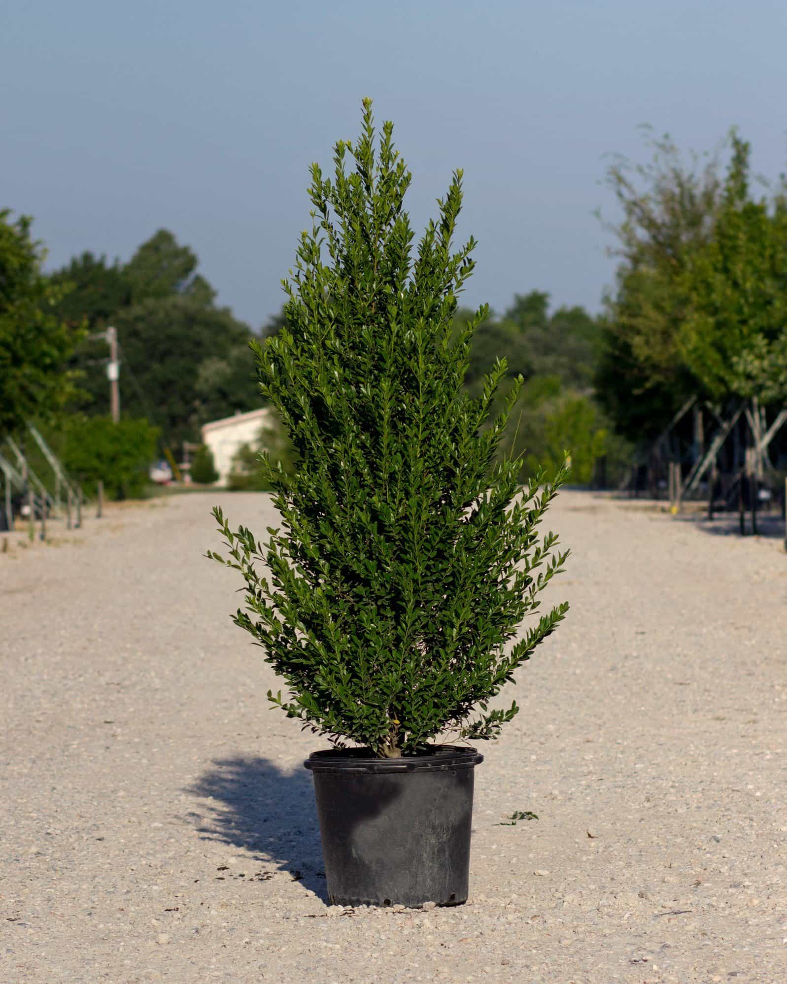 Emerald Colonnade Holly