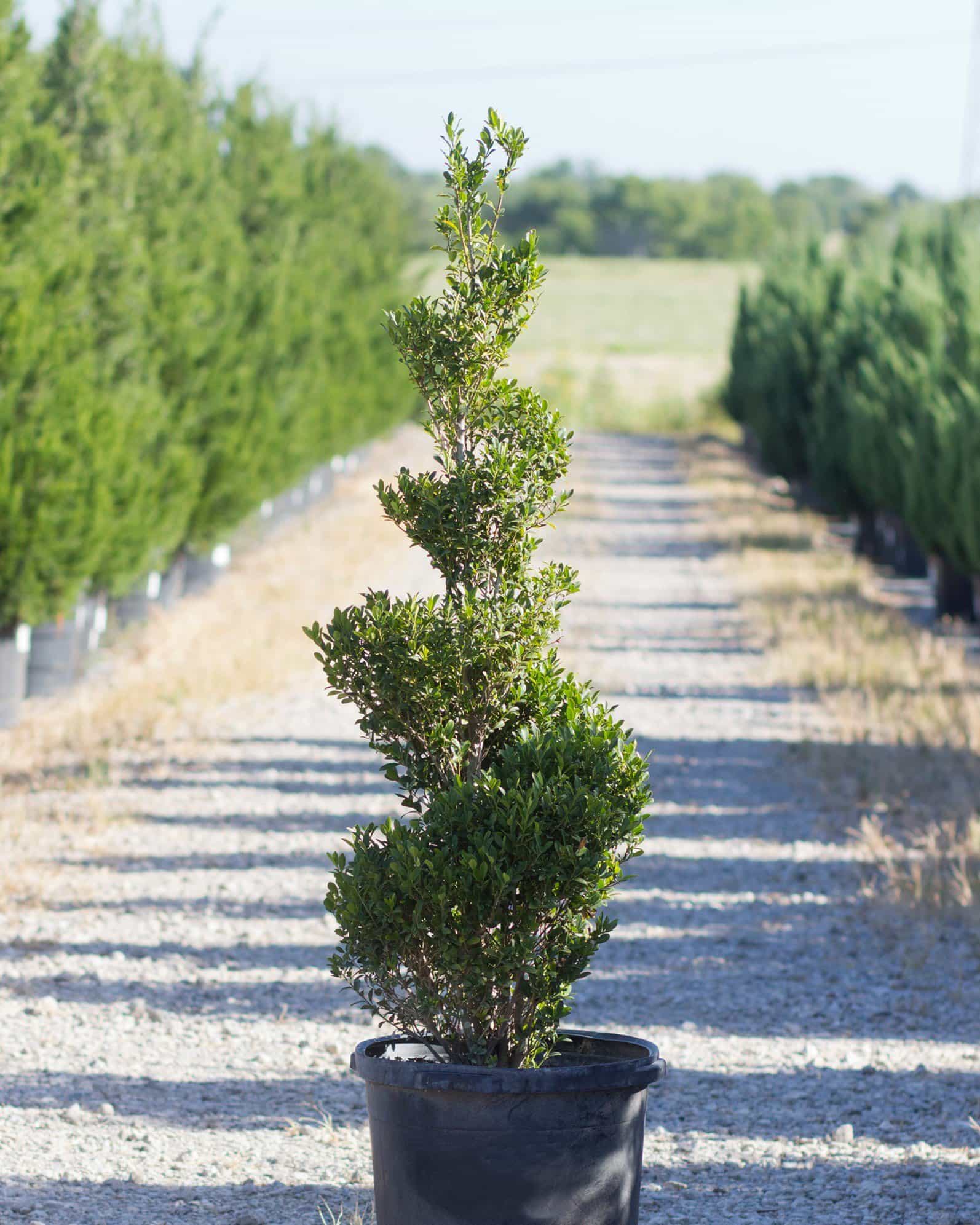 Emerald Colonnade Holly Spiral