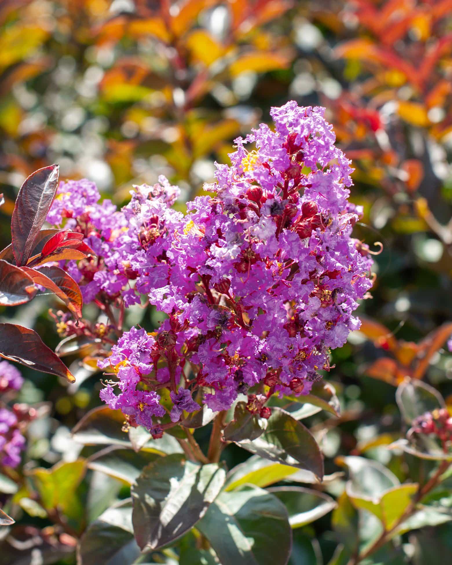 Enduring Lavender Crape Myrtle