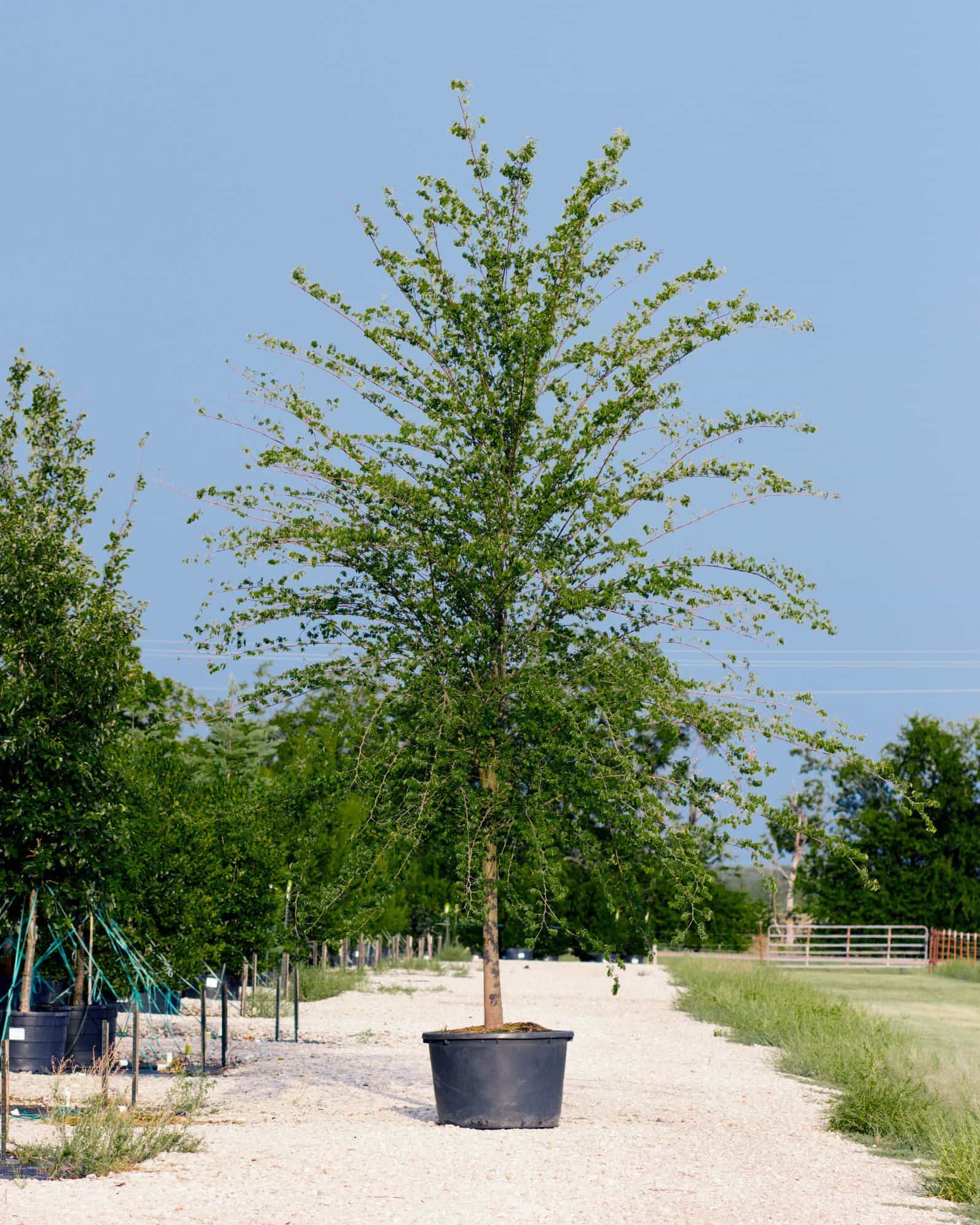 Frontier Elm
