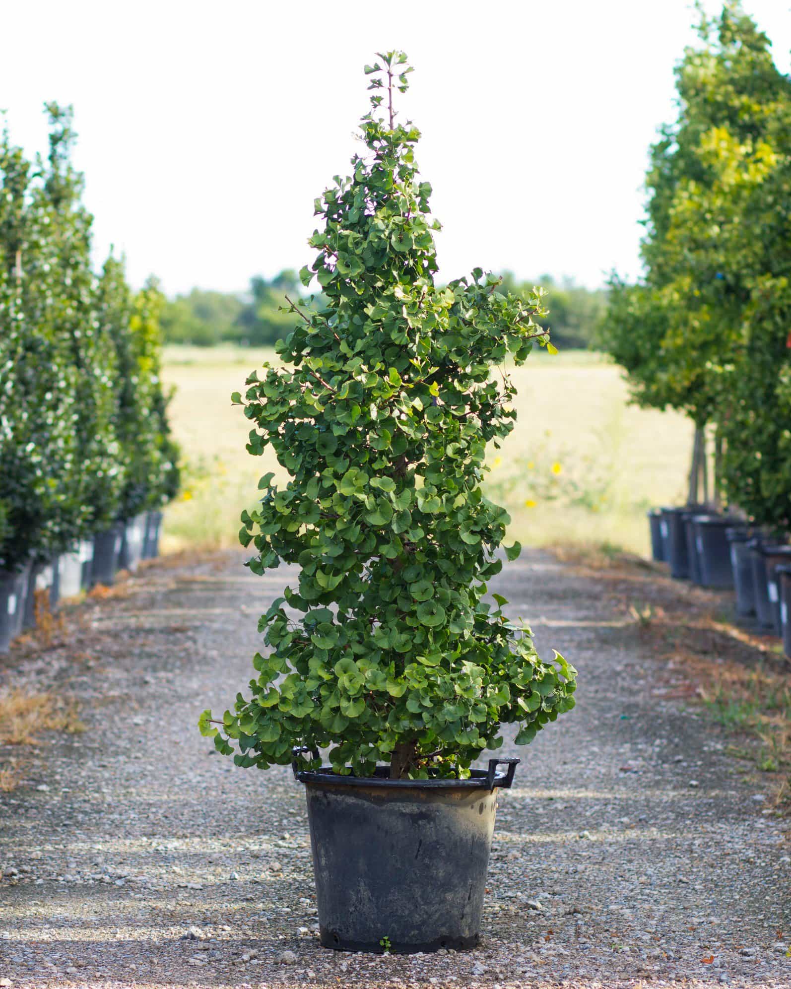 Gnome Ginkgo