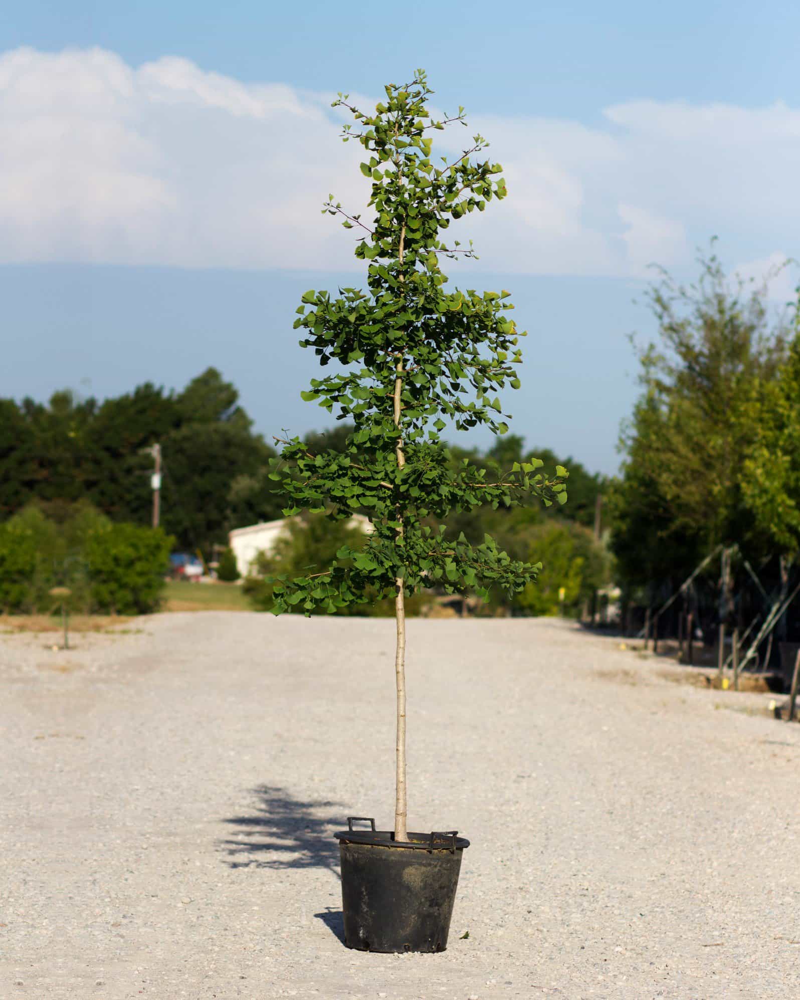 Golden Colonnade Ginkgo