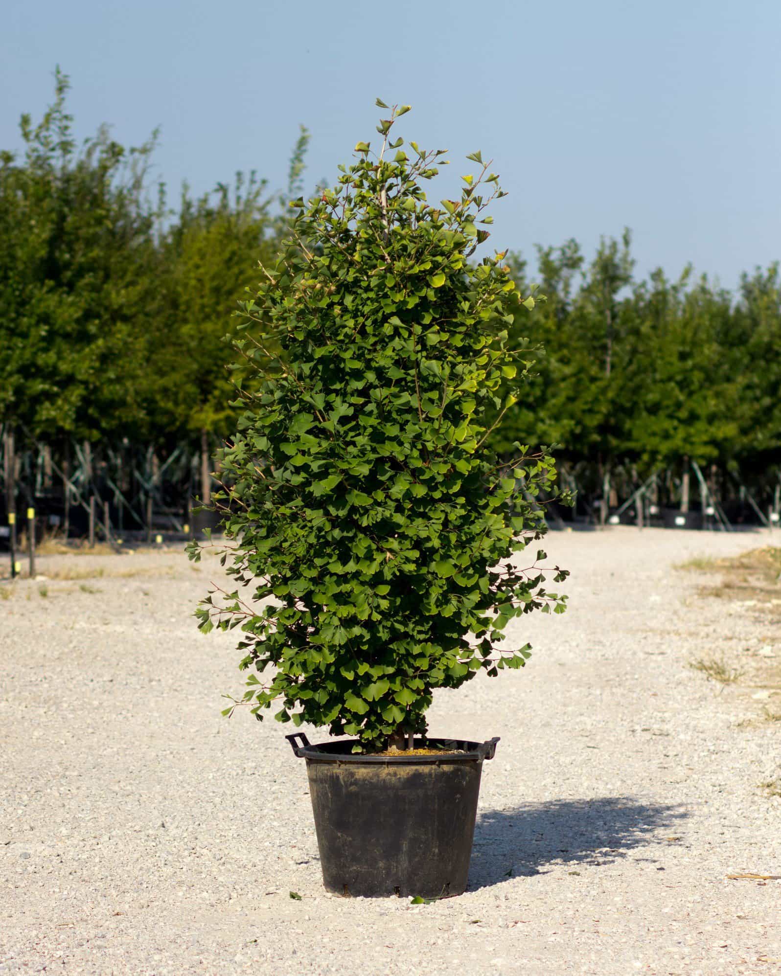 Goldspire Ginkgo