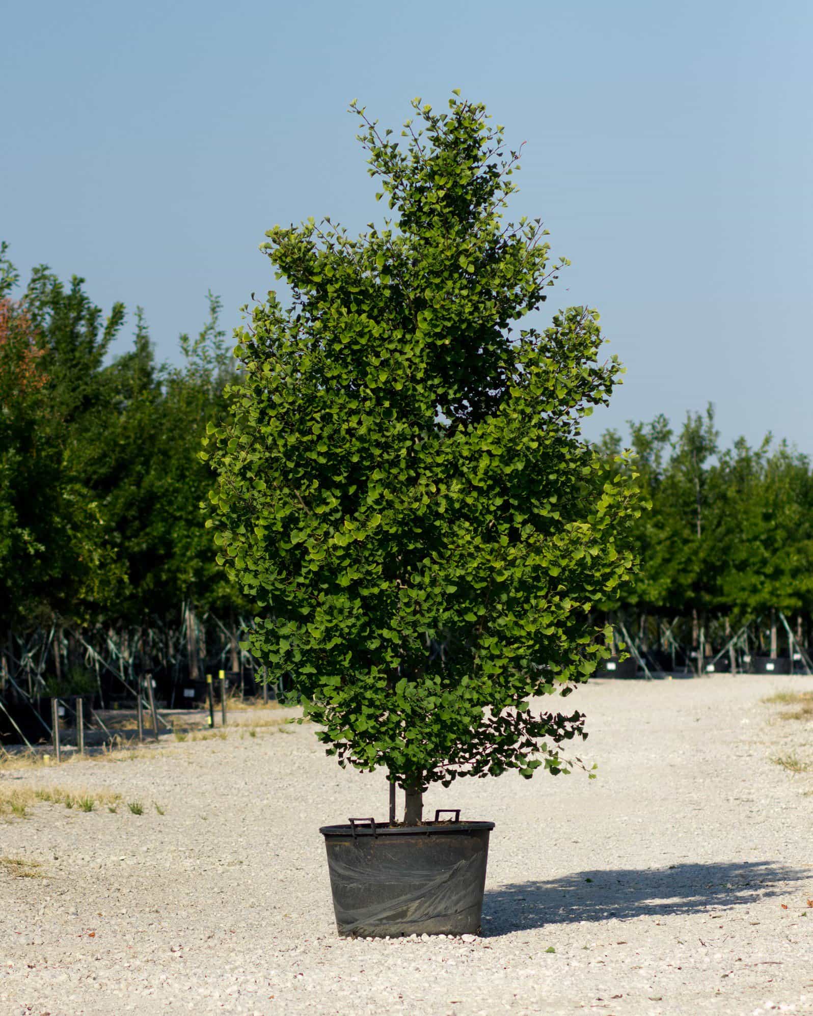 Grindstone Ginkgo
