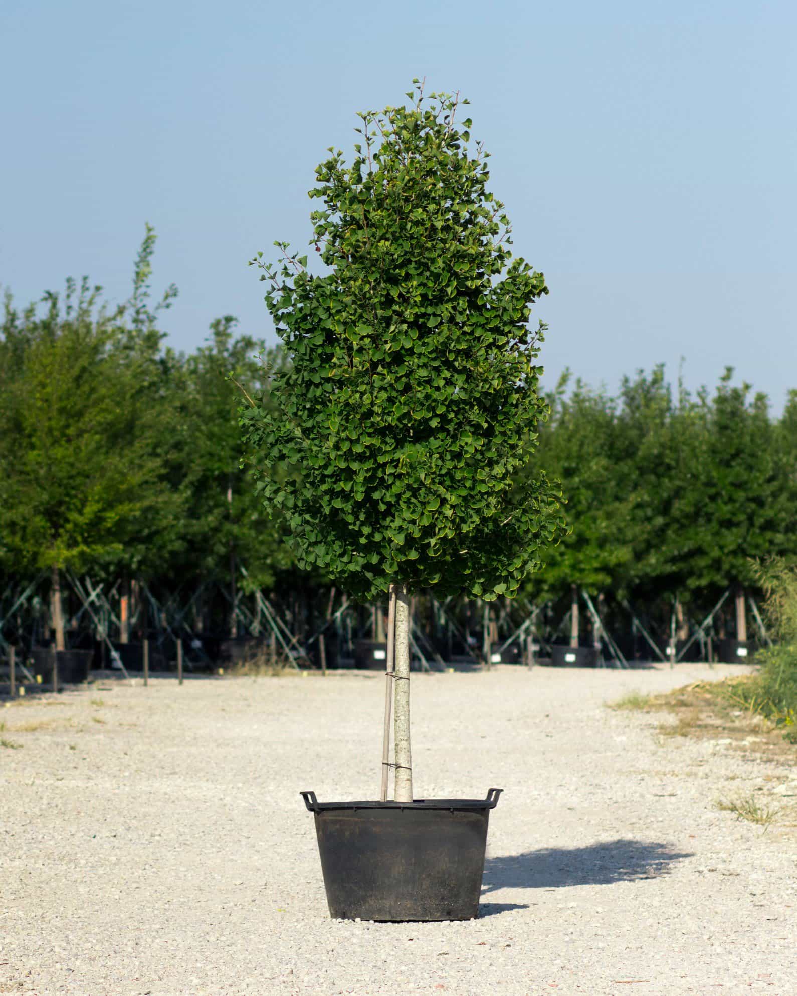 Presidential Gold Ginkgo