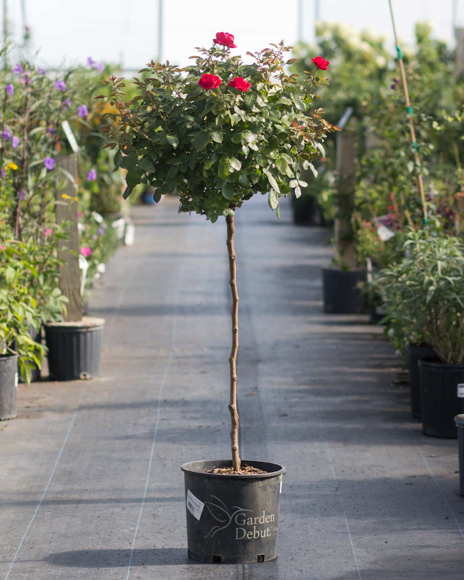 Grand Champion Red Rose Tree Form