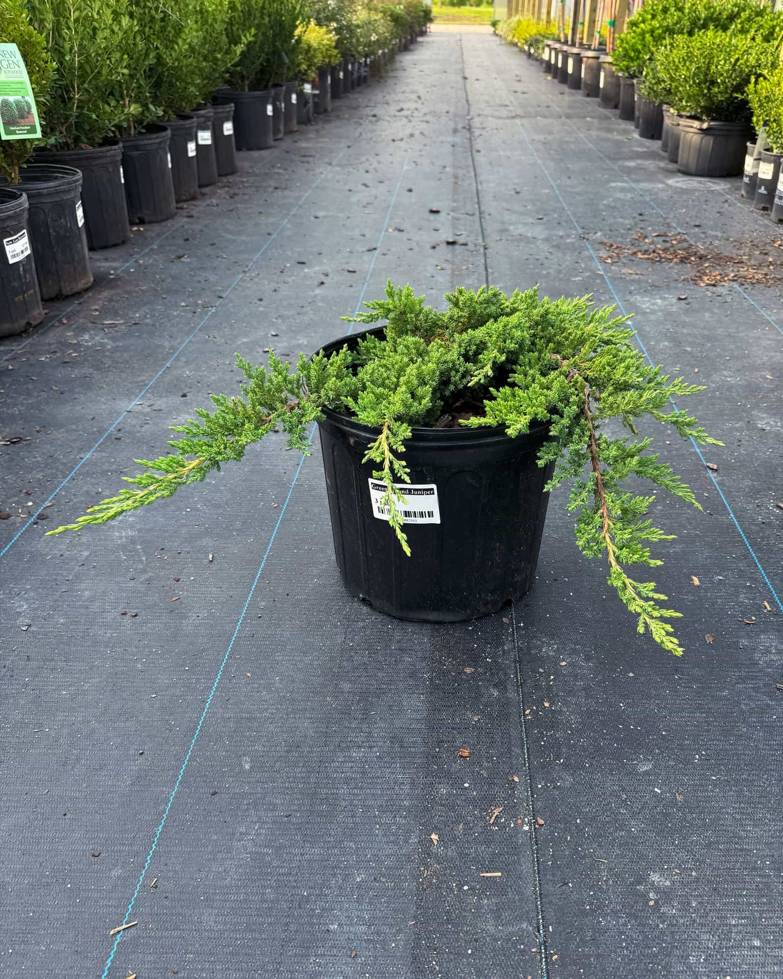 Green Mound Juniper