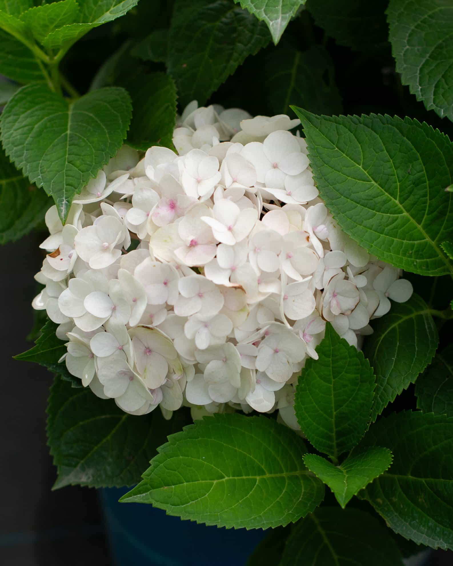 Hydrangea Blushing Bride