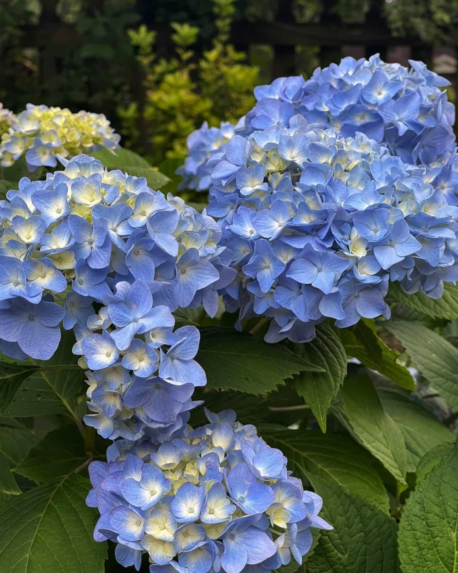 Hydrangea The Original