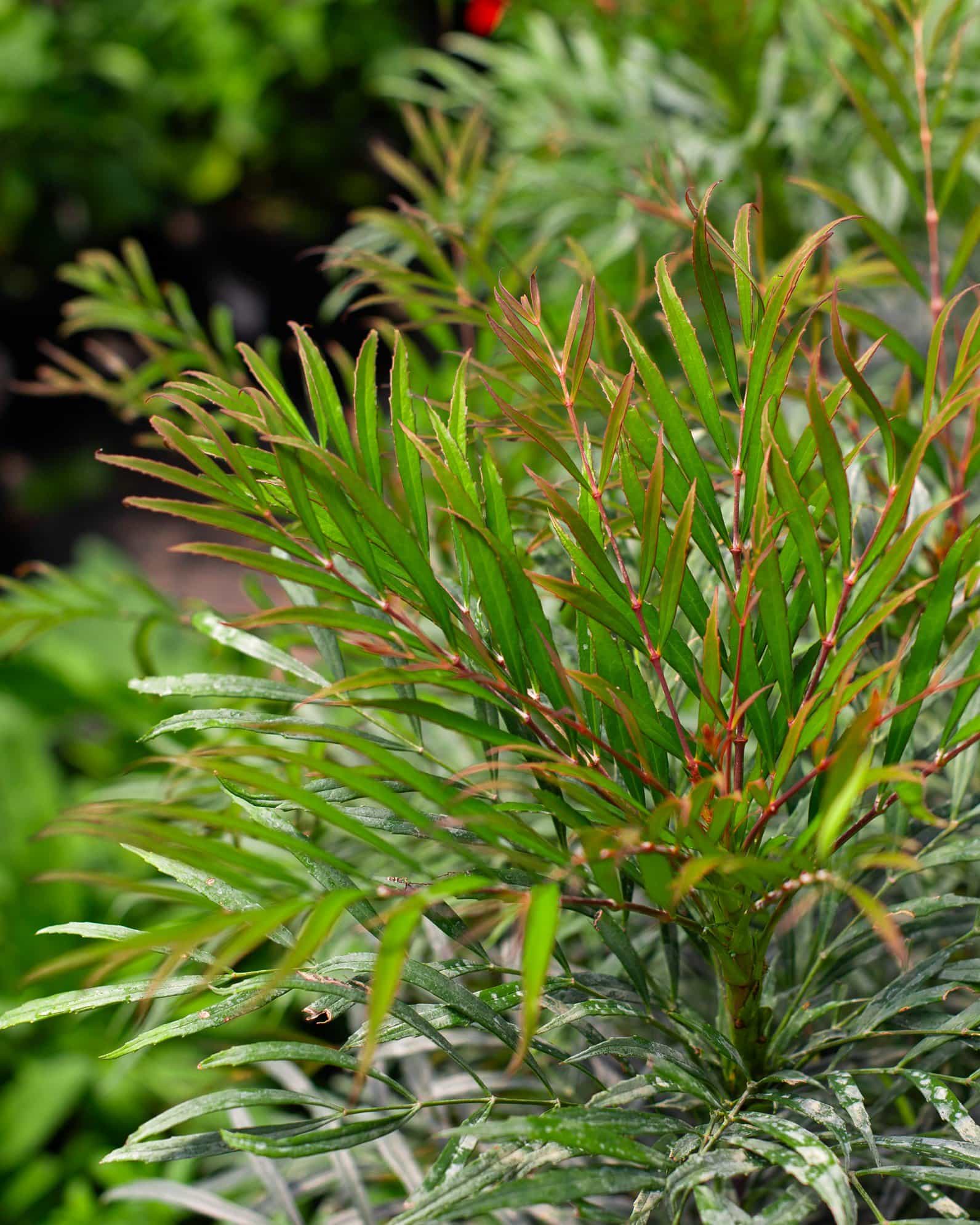 Indigo Flair Mahonia
