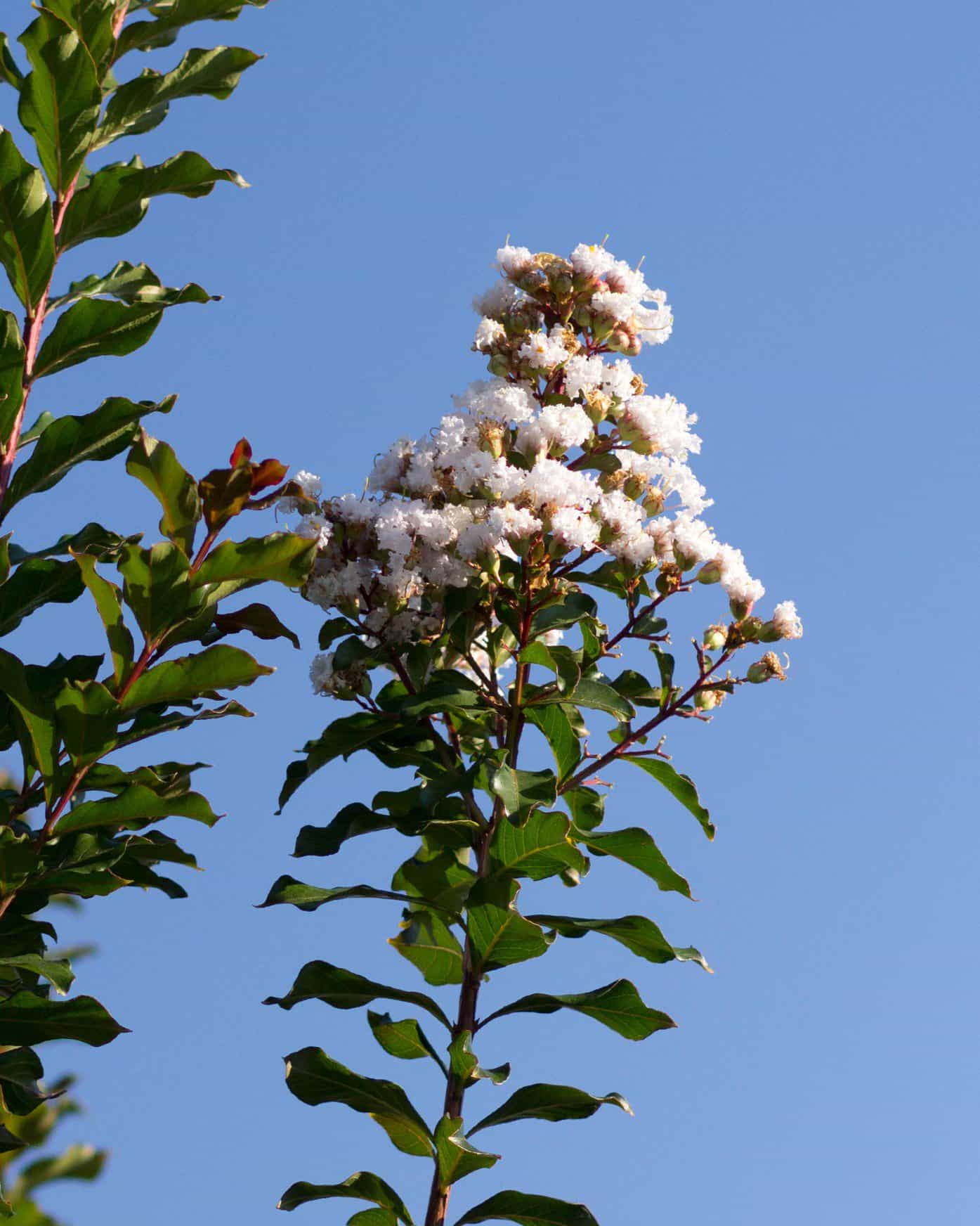 Ivory Crape Myrtle