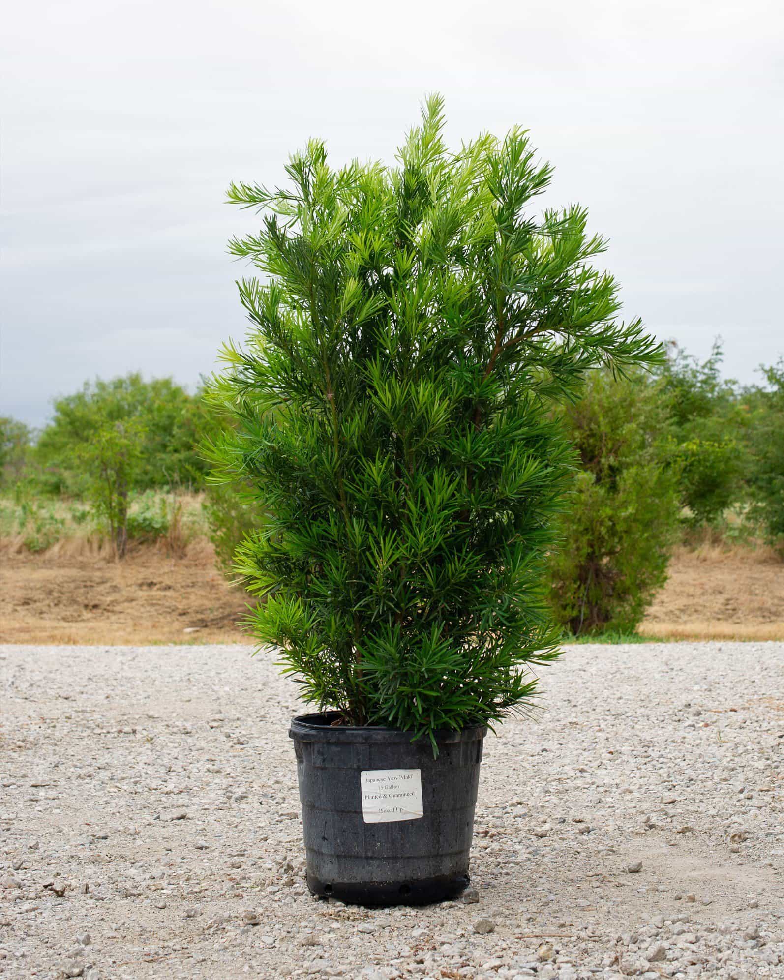 Japanese Yew Maki