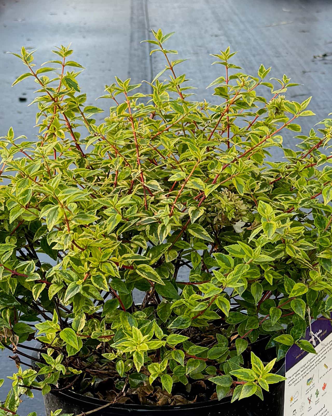 Kaleidoscope Abelia