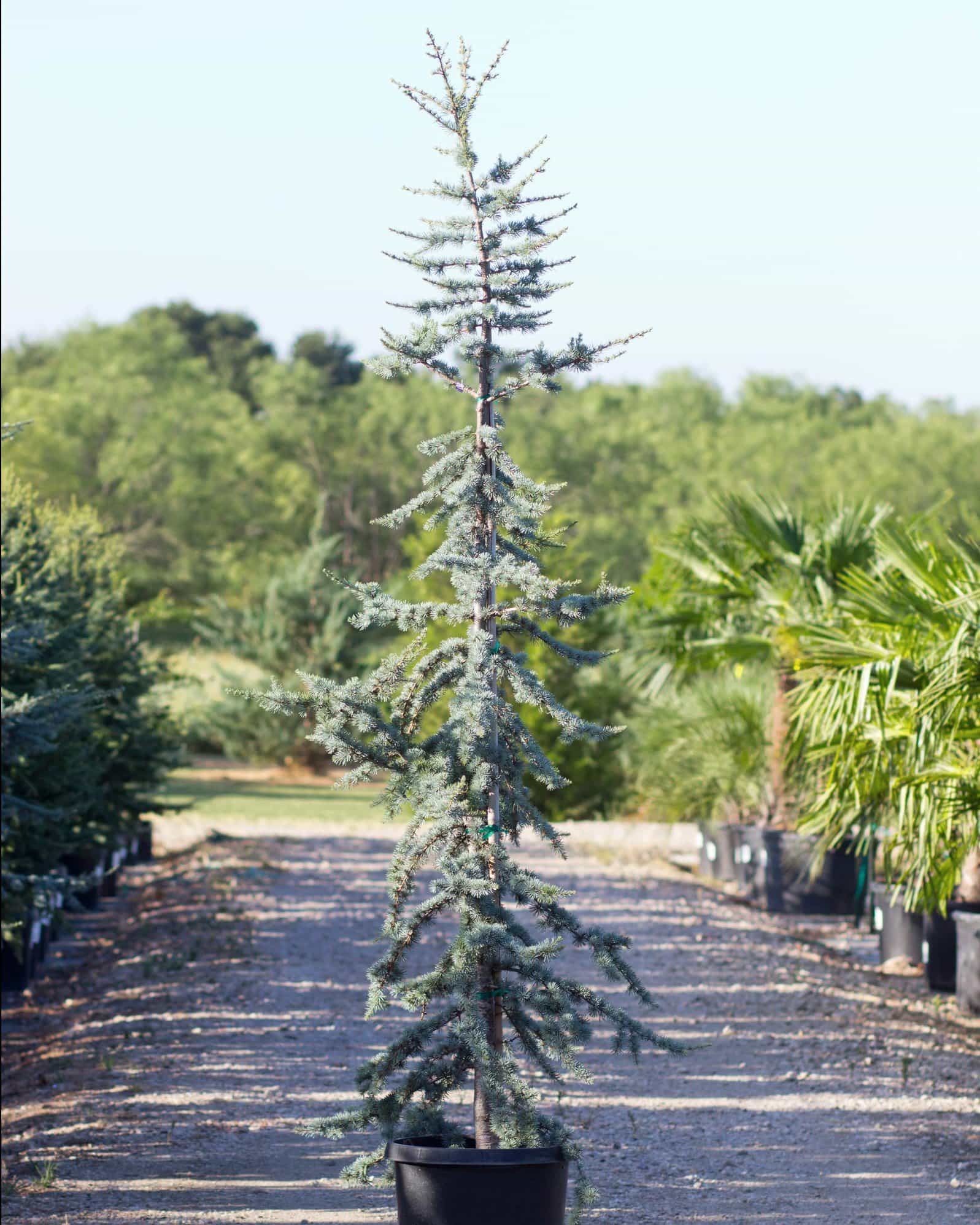 Blue Atlas Cedar Glauca