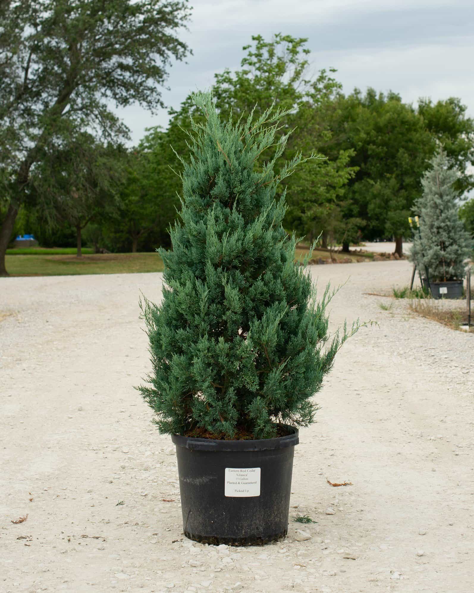 Eastern Red Cedar Glauca