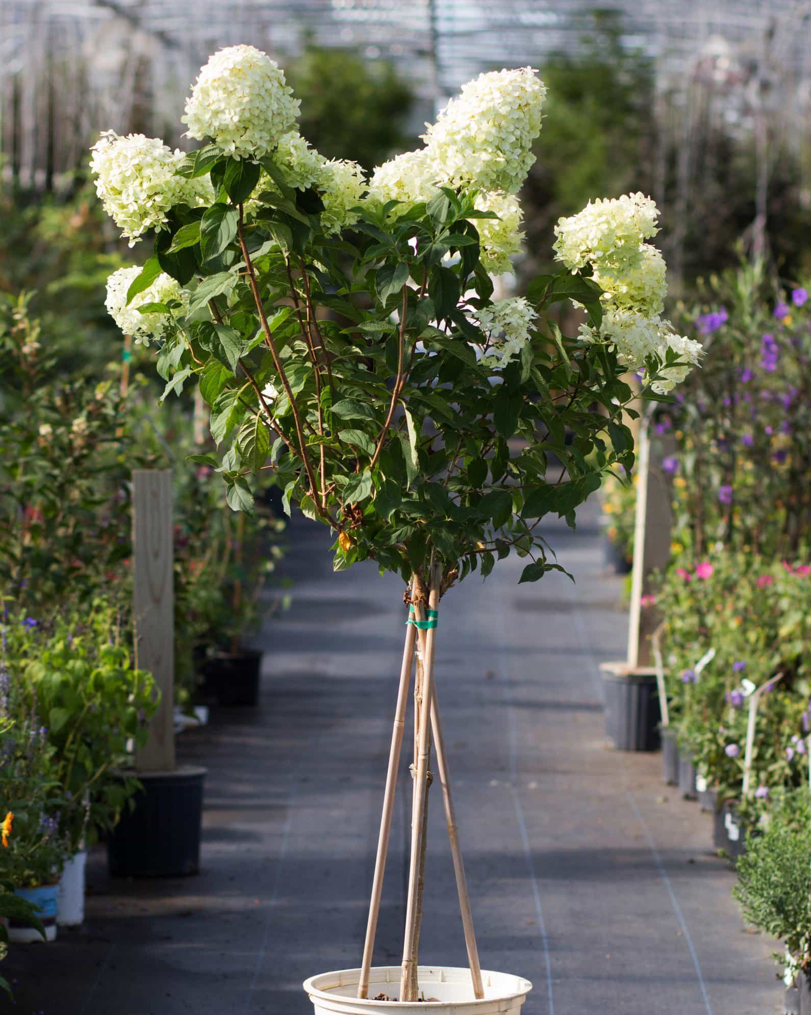 Limelight Hydrangea Tree Form