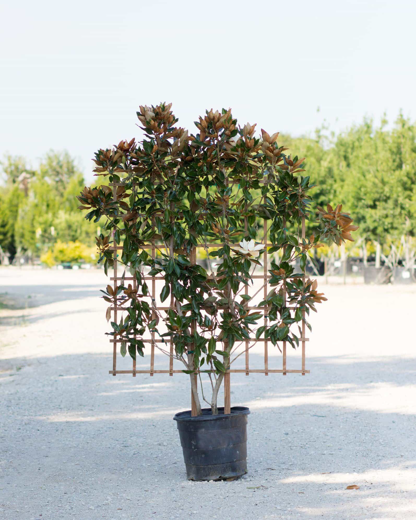 Little Gem Magnolia Espalier
