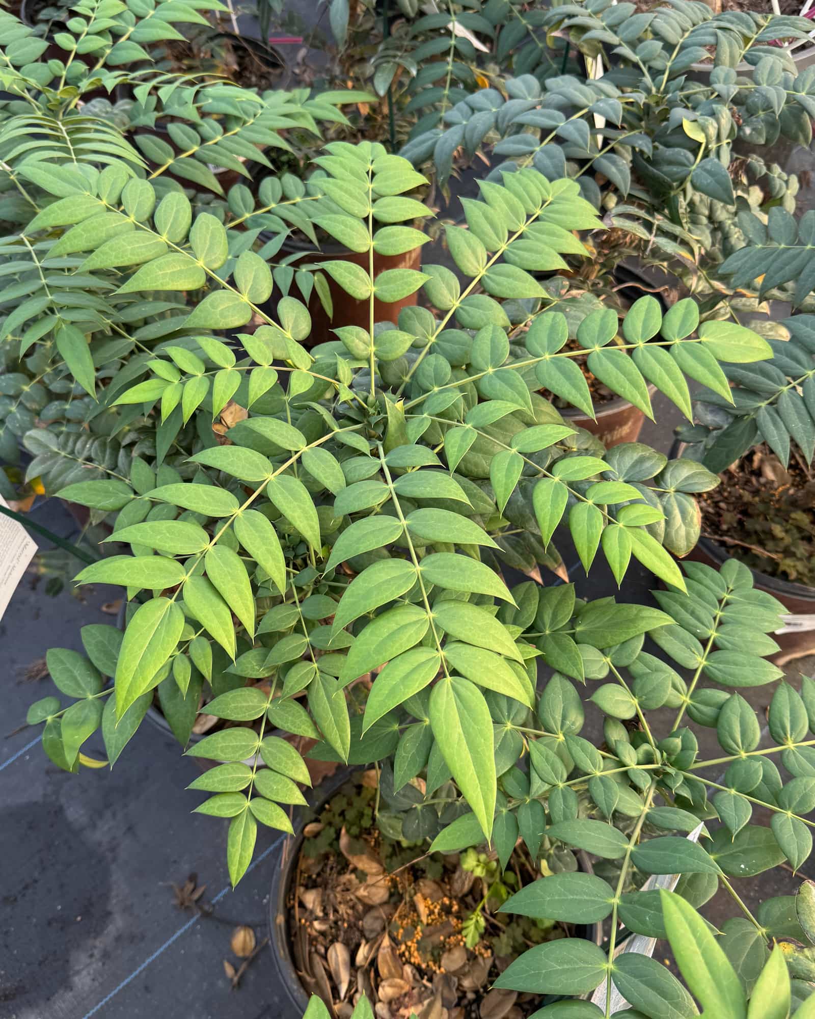 Marvel Mahonia