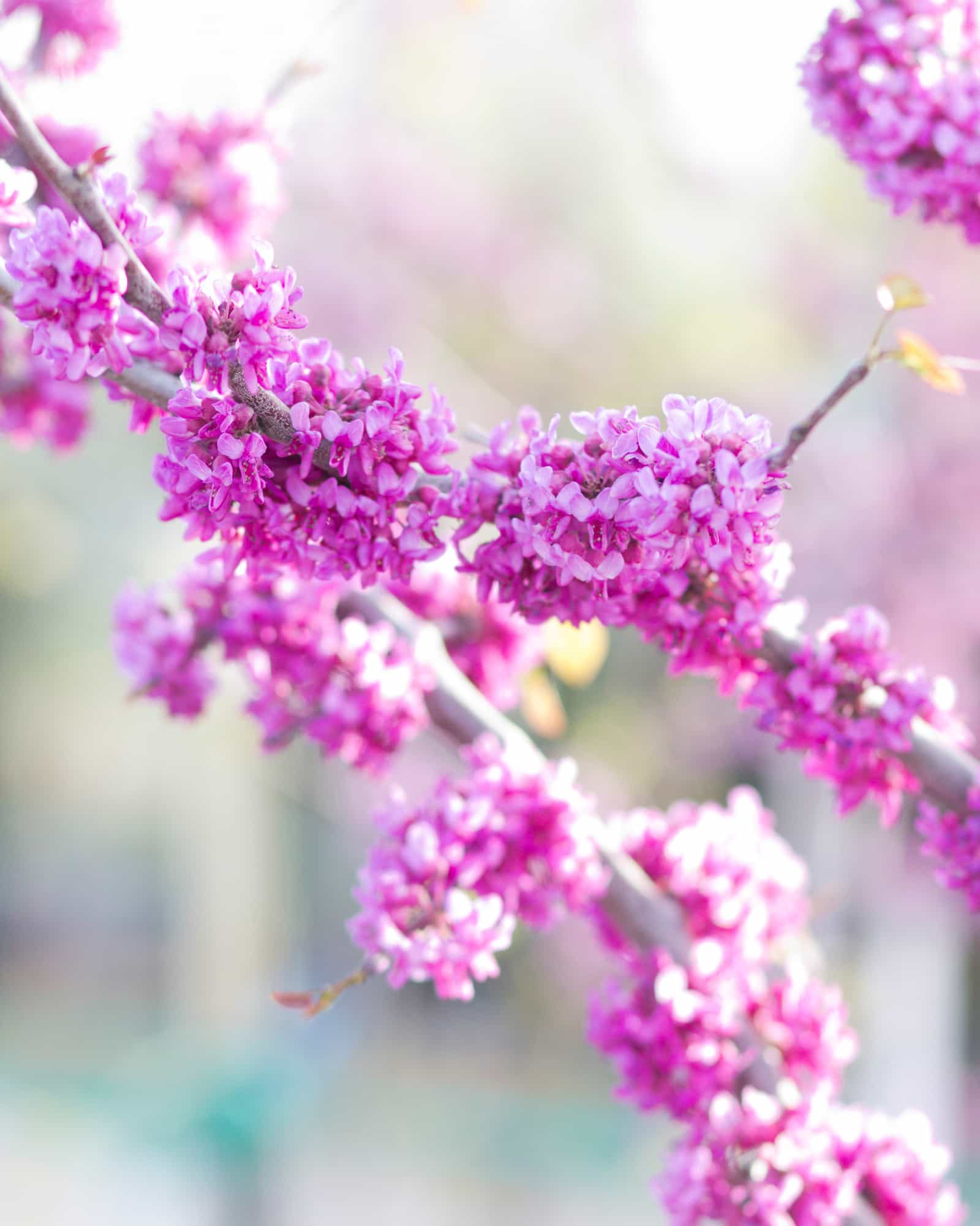 Merlot Redbud