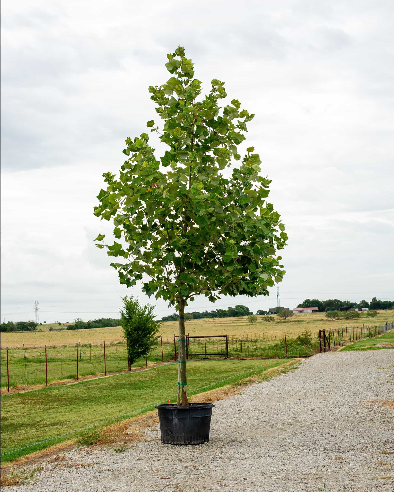 Mexican Sycamore