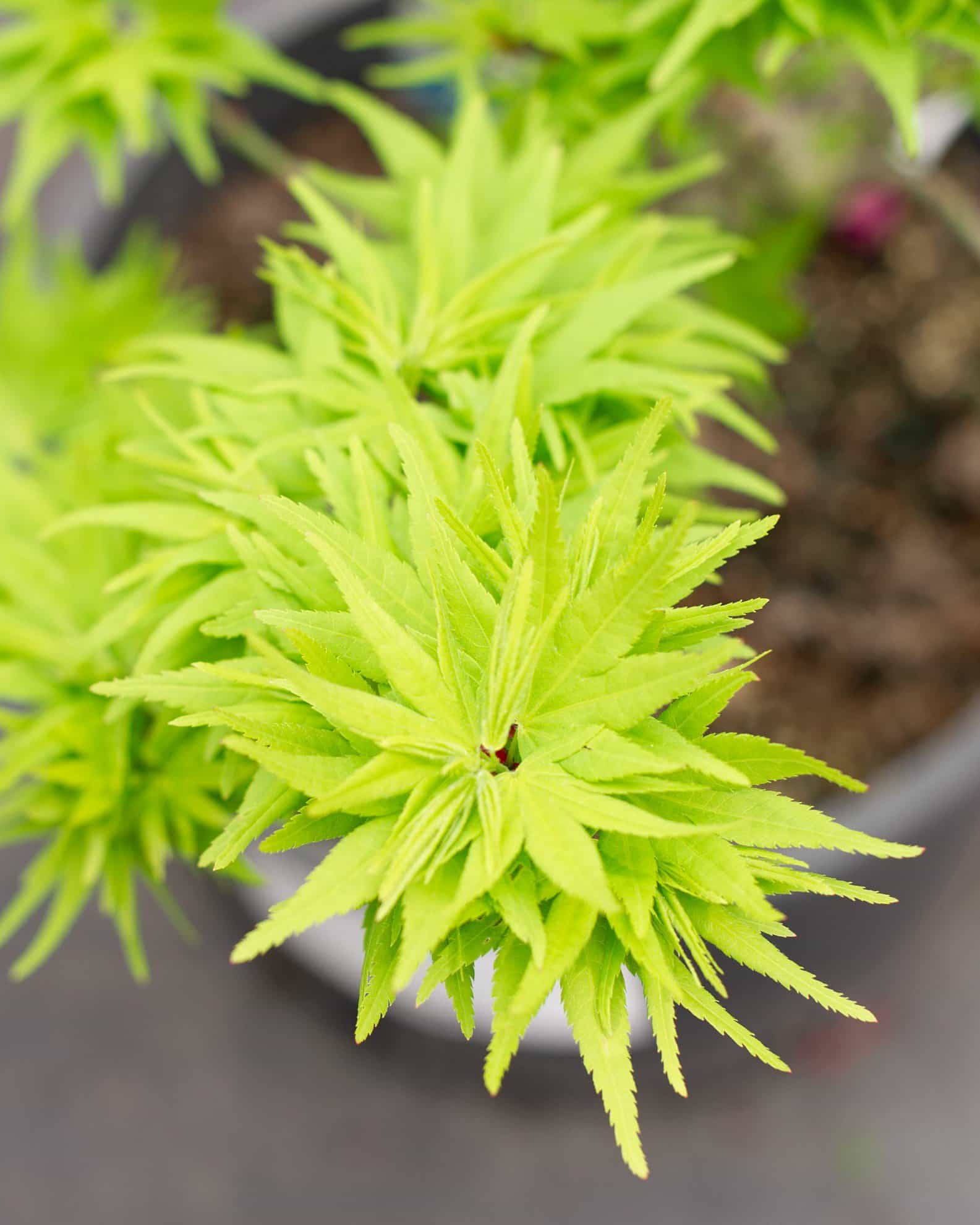 Mikawa Yatsubusa Japanese Maple