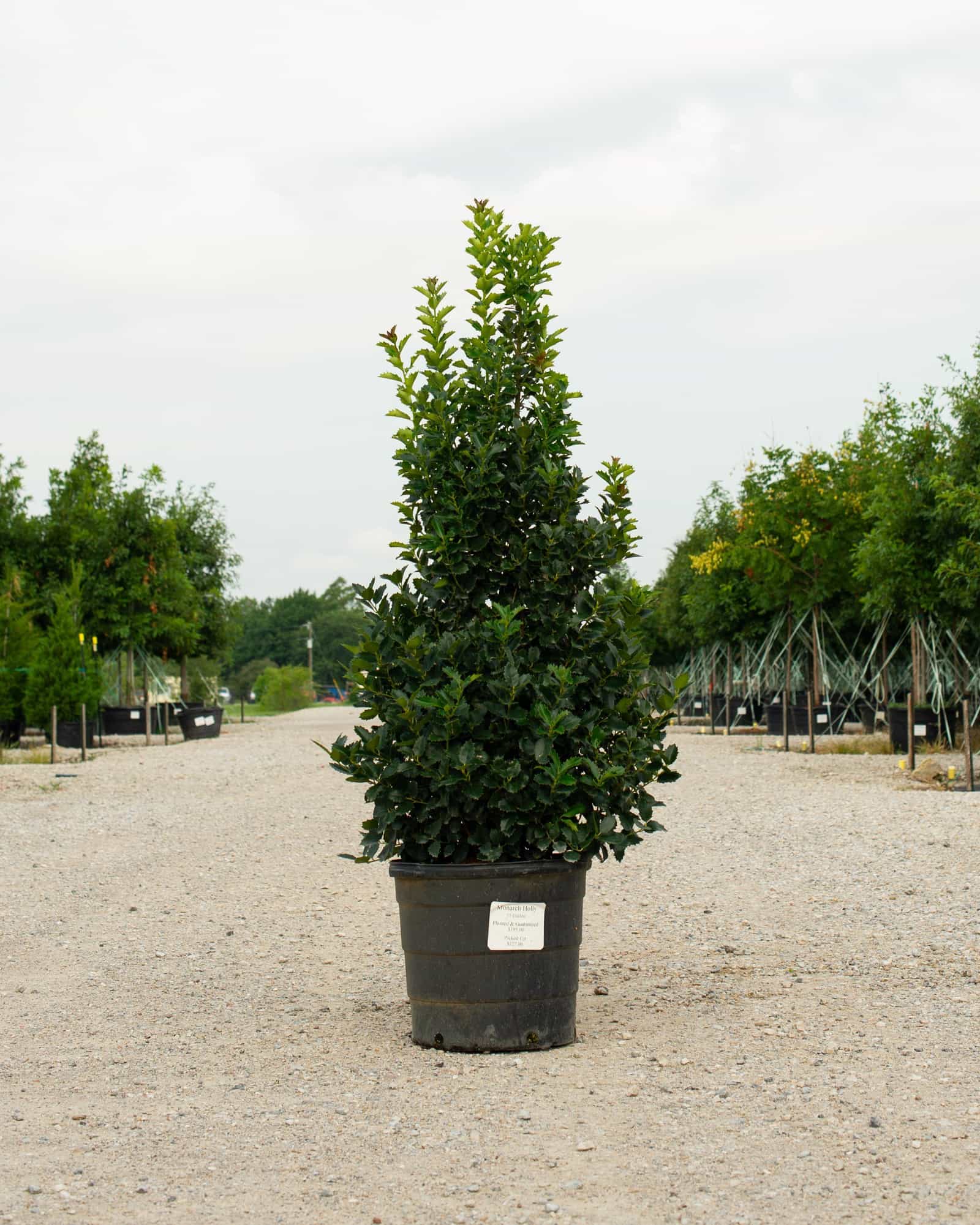 Monarch Holly