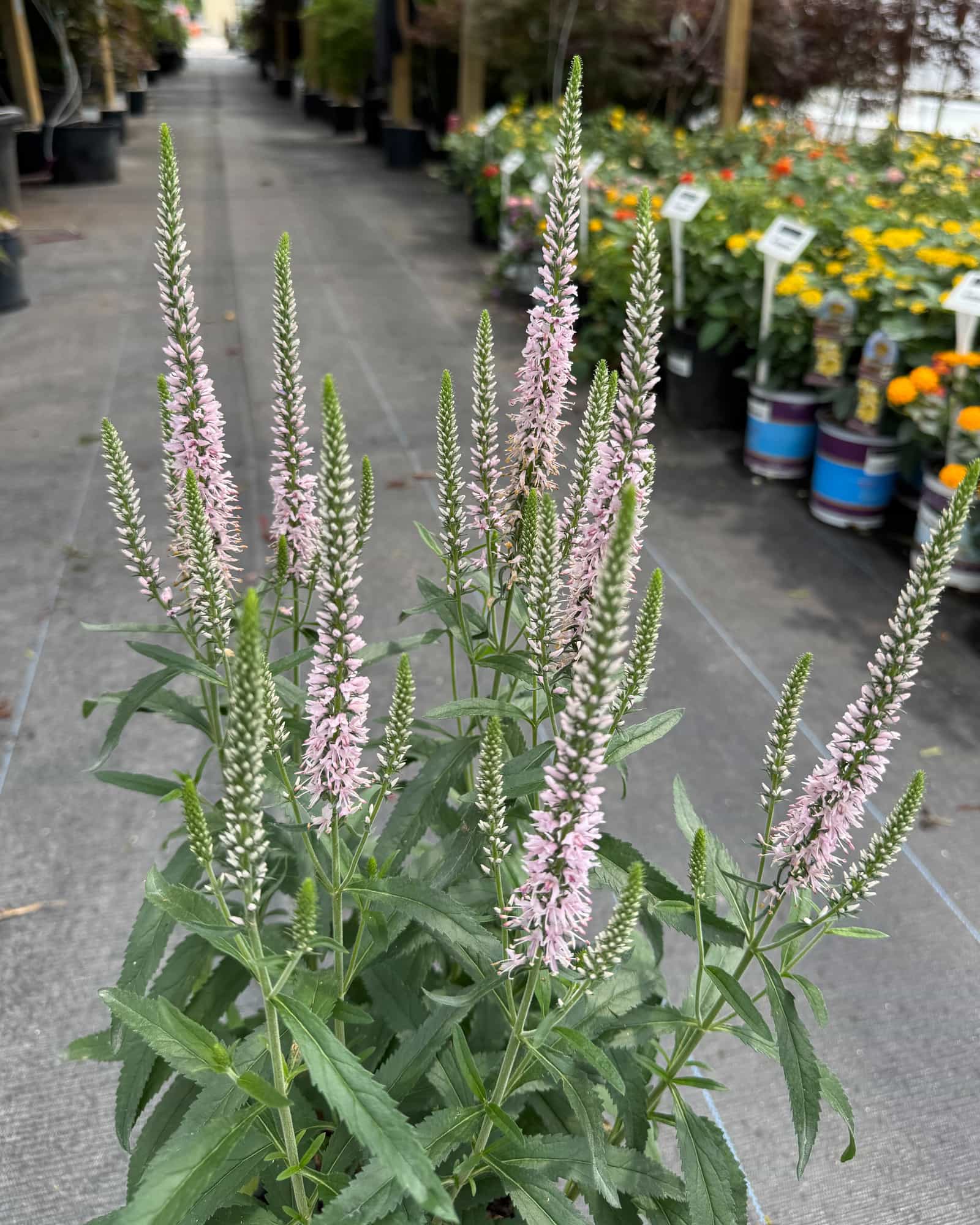 Moody Blues Pink Veronica