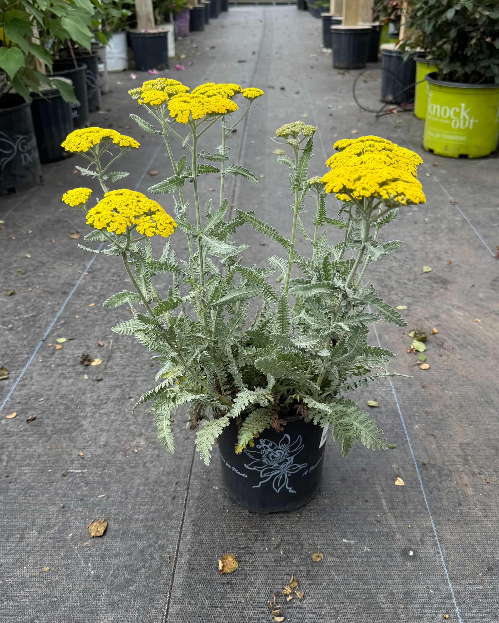 Moonshine Yarrow