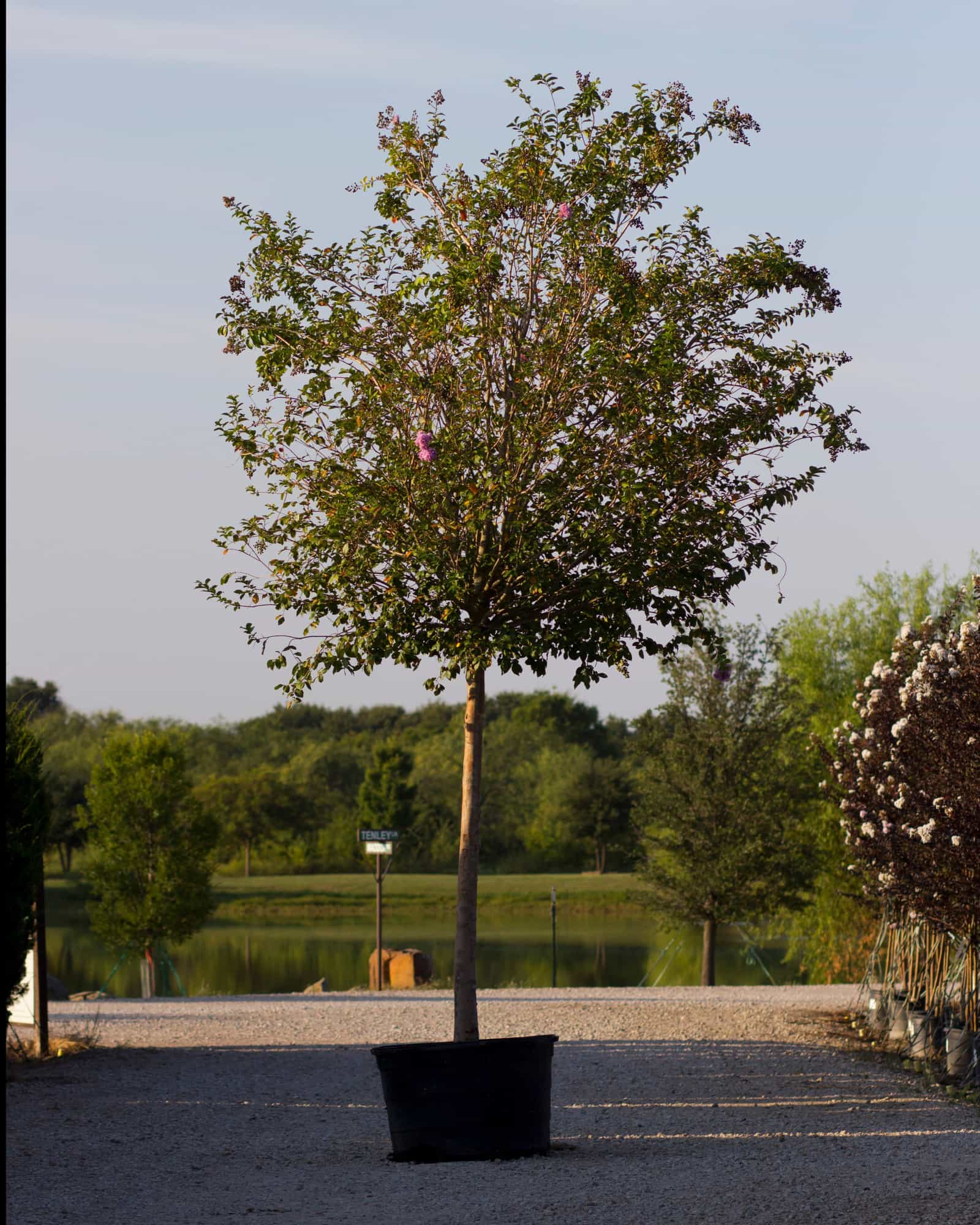 Muskogee Crape Myrtle Single Trunk