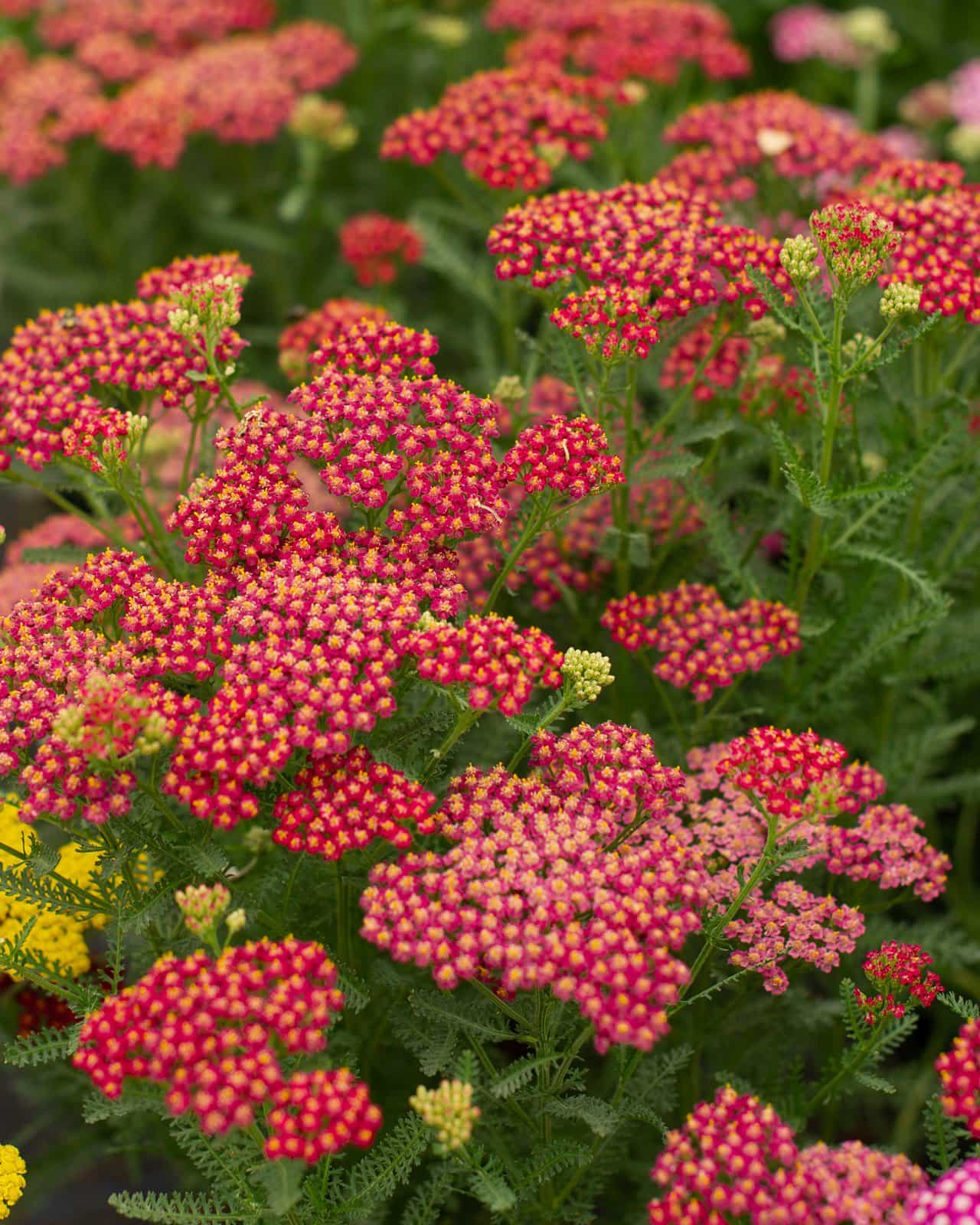 New Vintage Red Yarrow