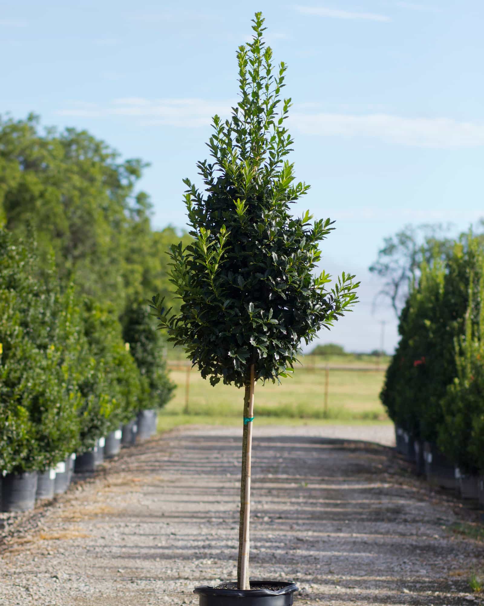 Oakland Holly Tree Form