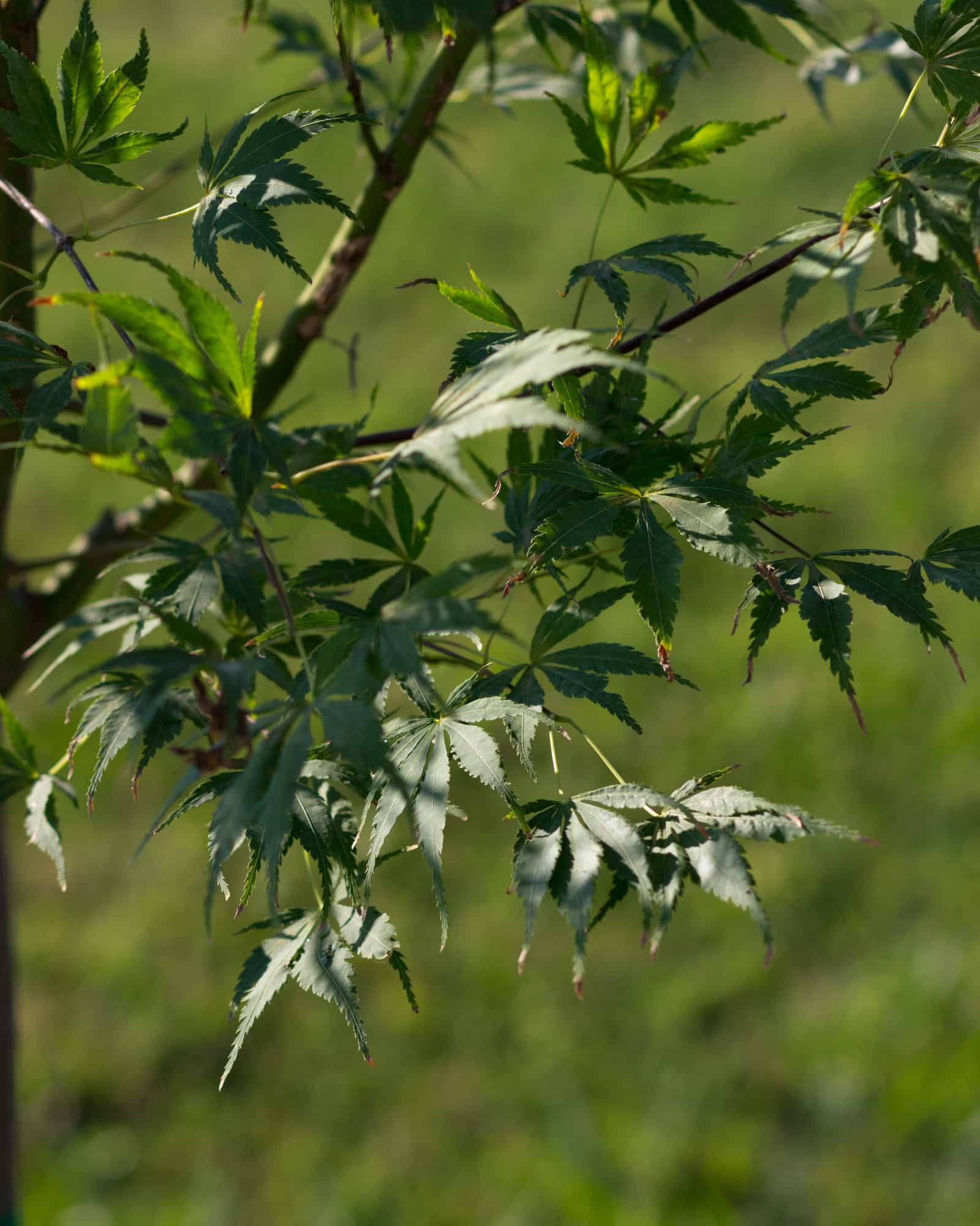 Orange Flame Japanese Maple