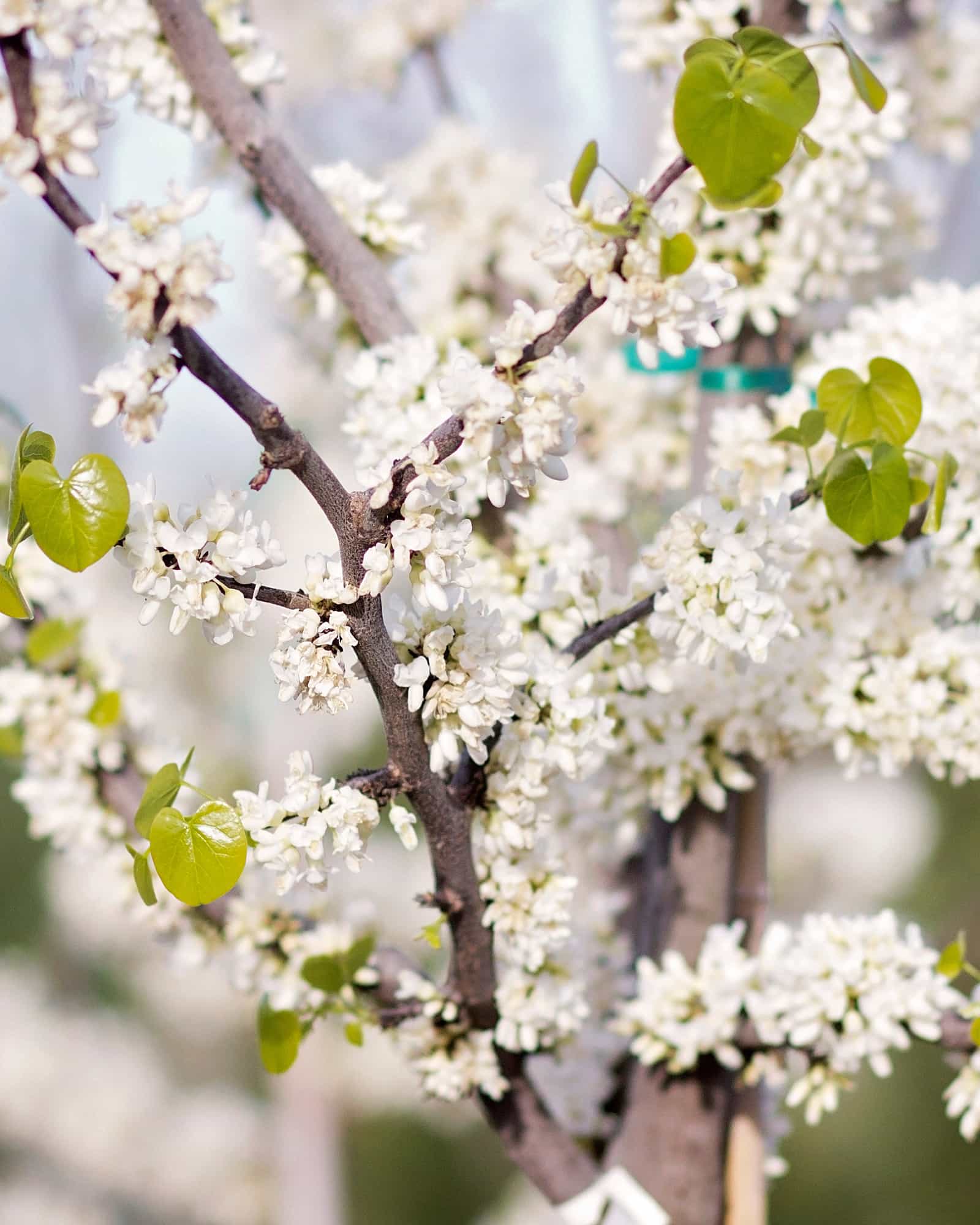 Texas White Redbud