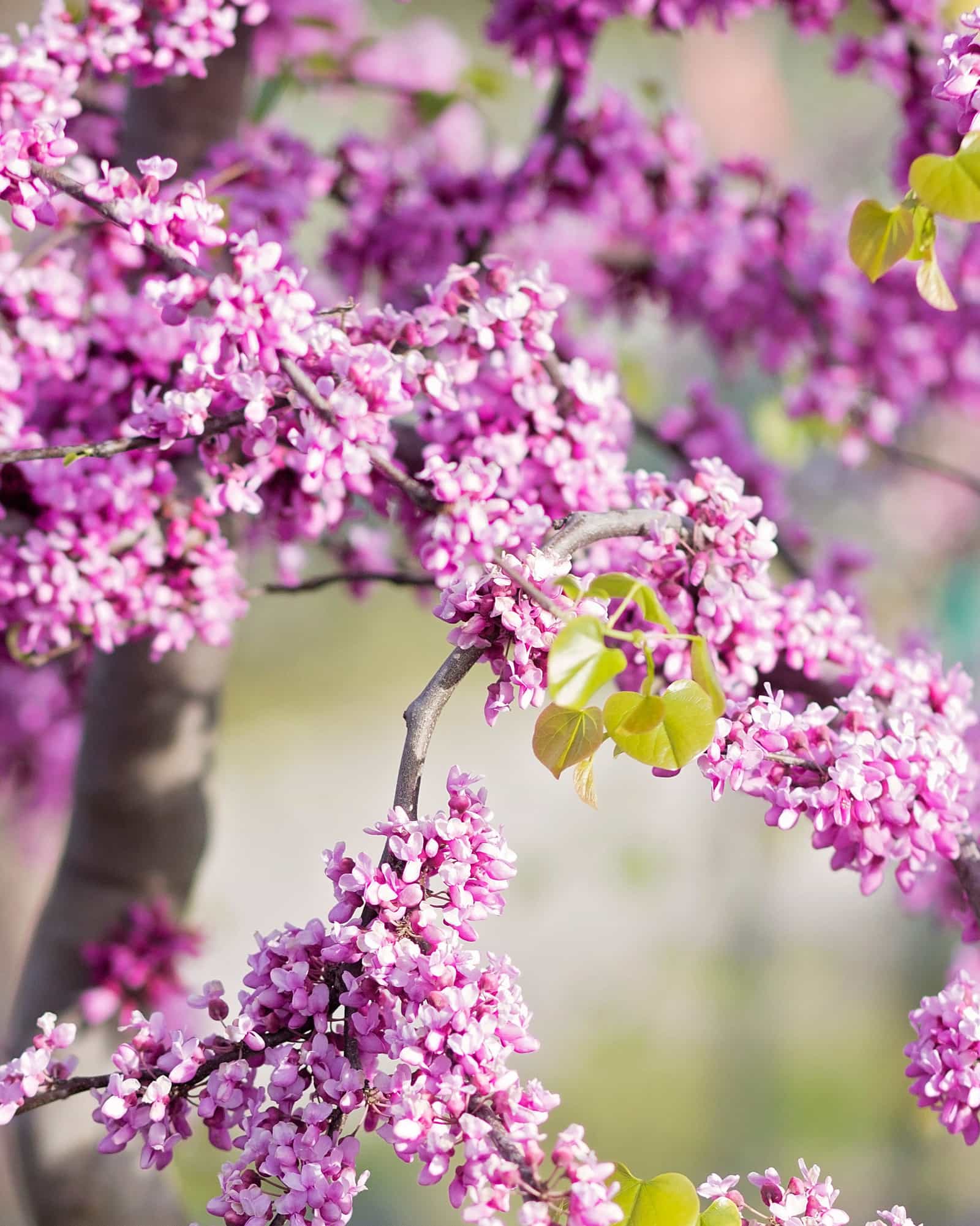 Traveller Weeping Redbud
