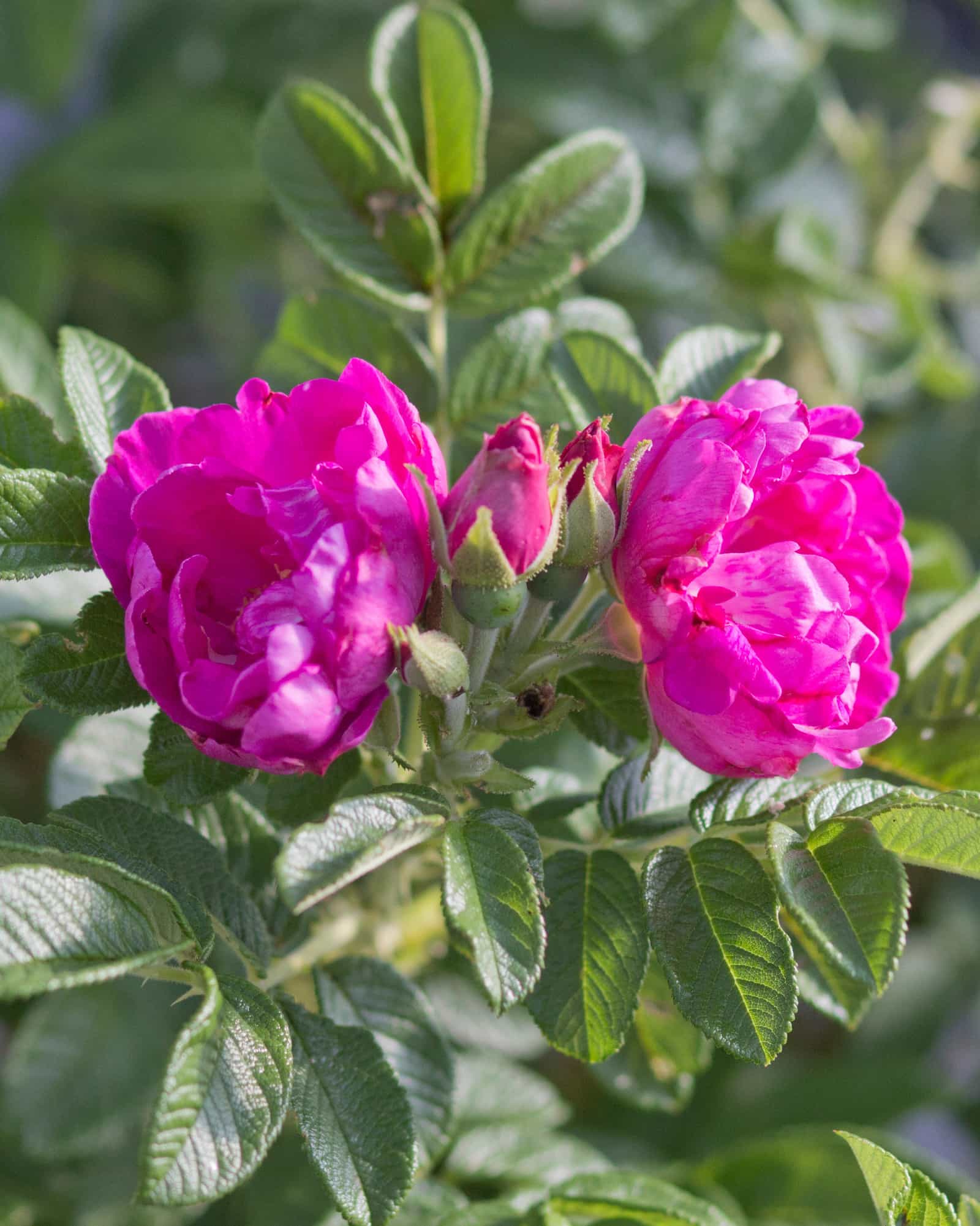 Purple Pavement Rose