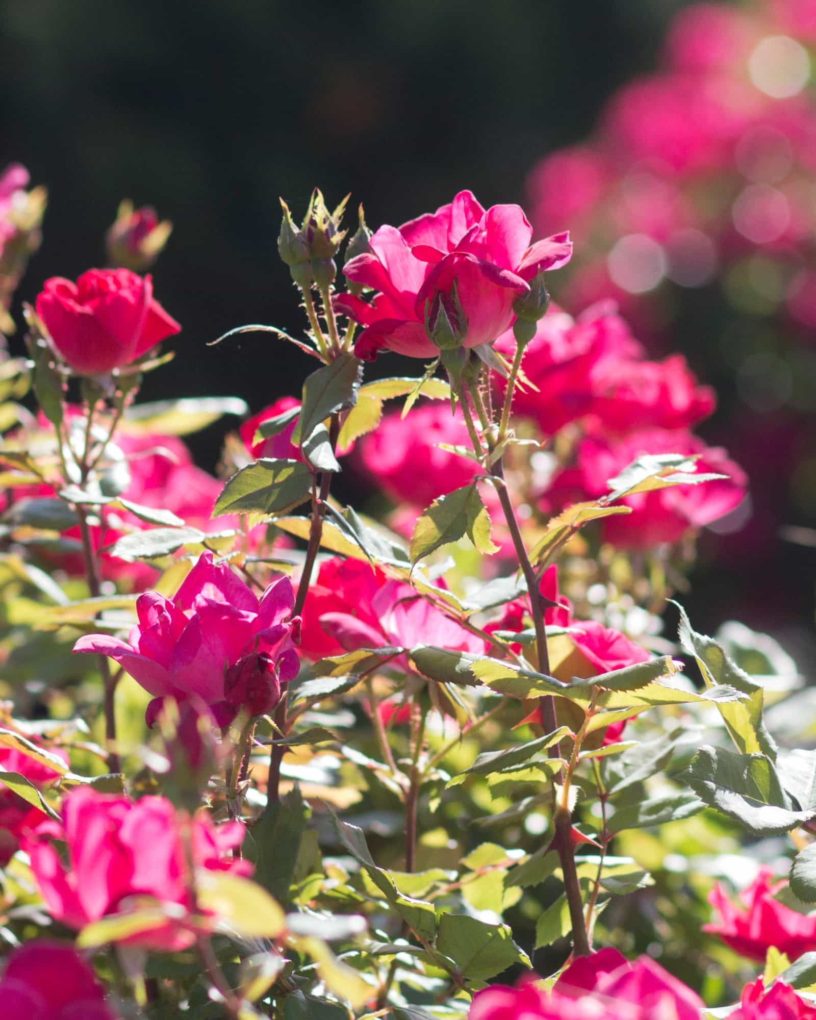 Red Double Knock Out Rose
