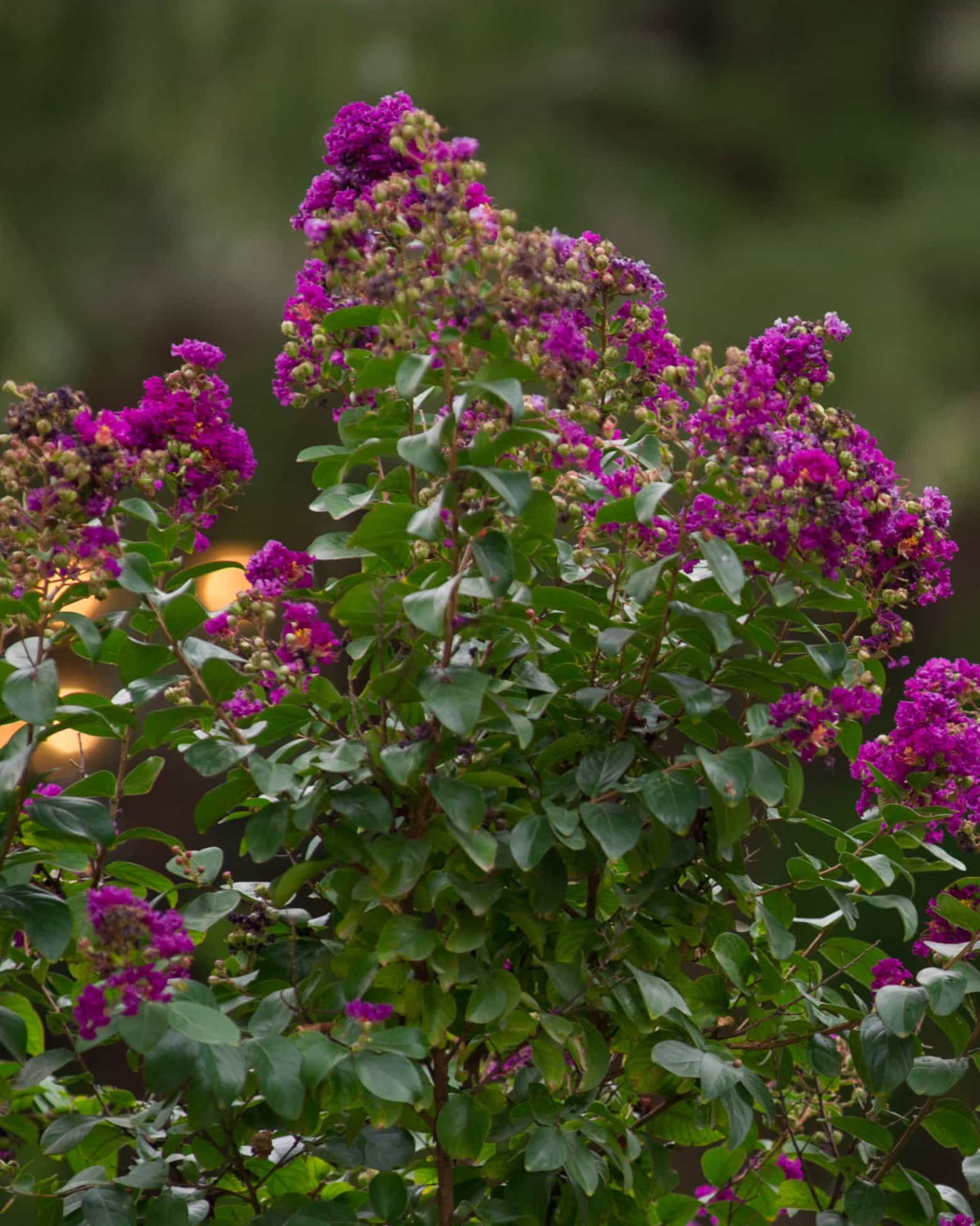 Purple Magic Crape Myrtle