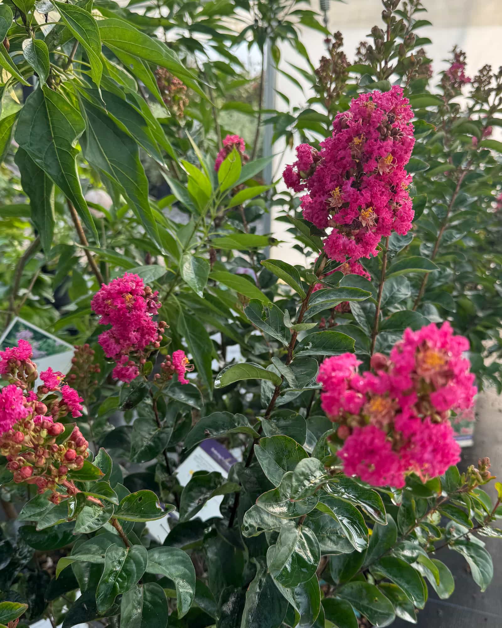 Raspberry Bellini Crape Myrtle