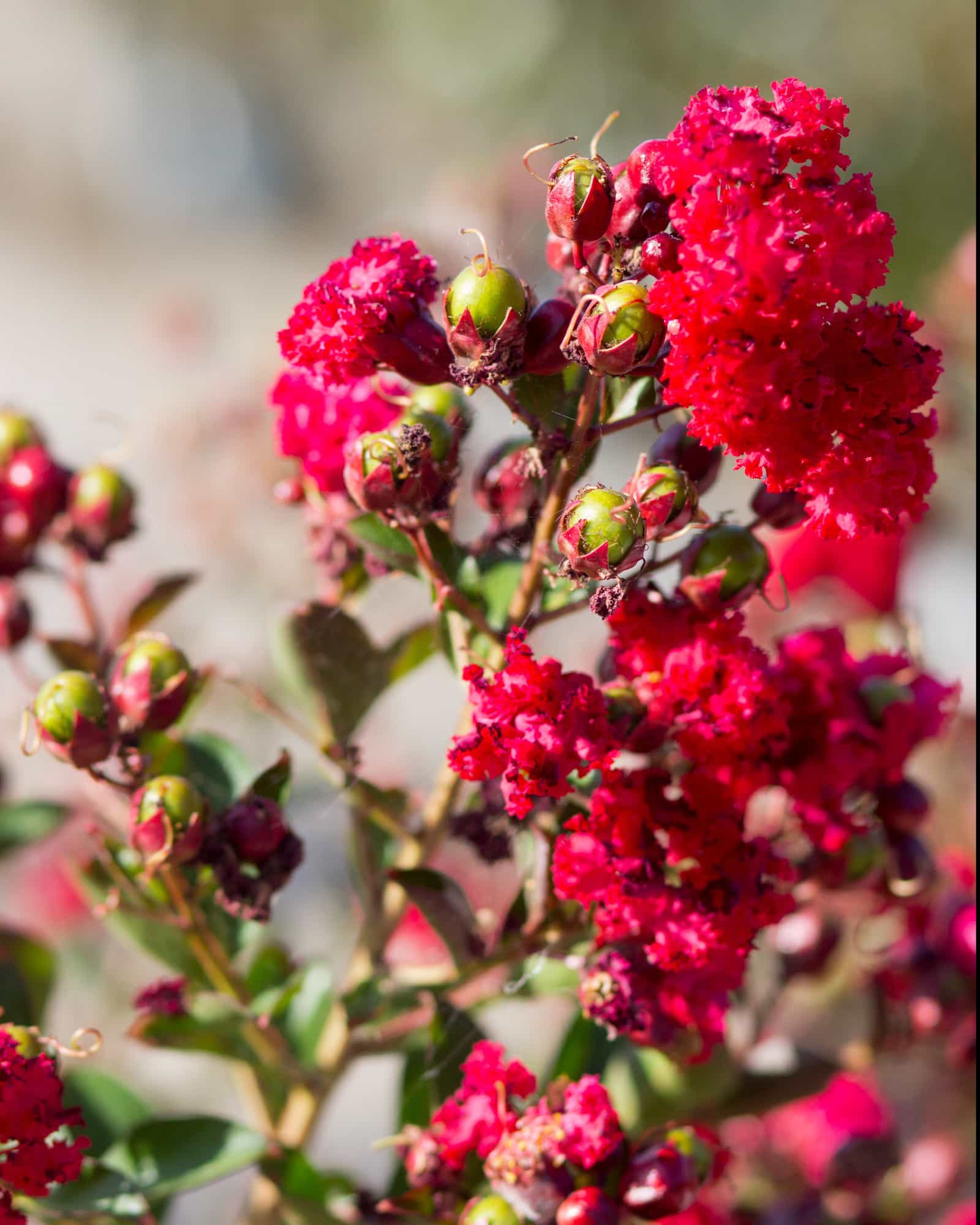 Ruffled Red Magic Crape Myrtle
