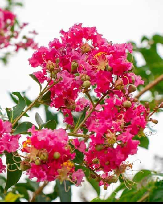 Tuskegee Crape Myrtle Tree Form