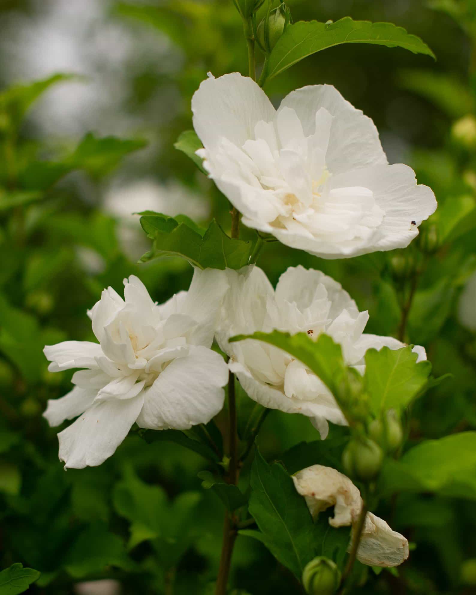 White Chiffon Althea Tree Form