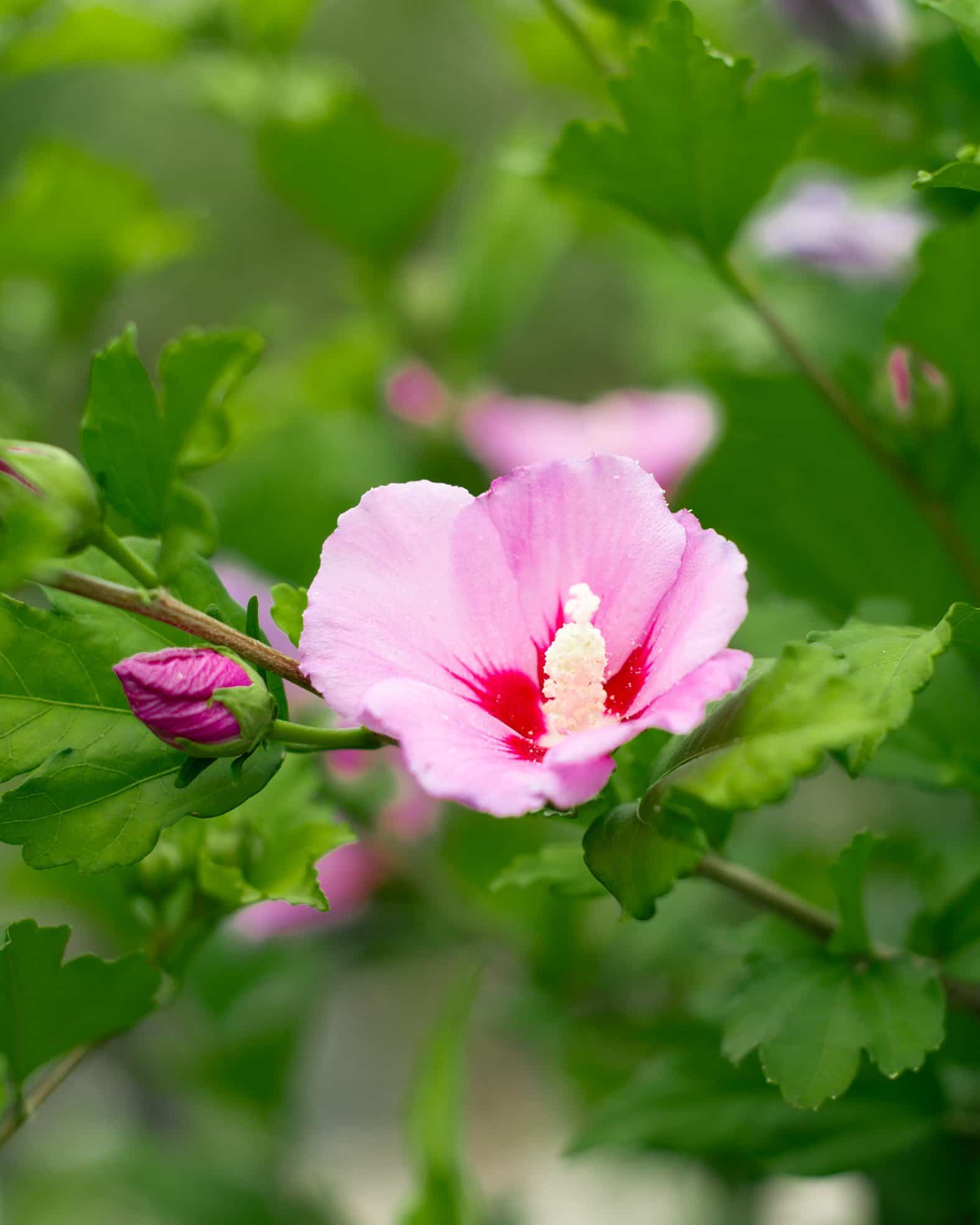 Woodbridge Althea