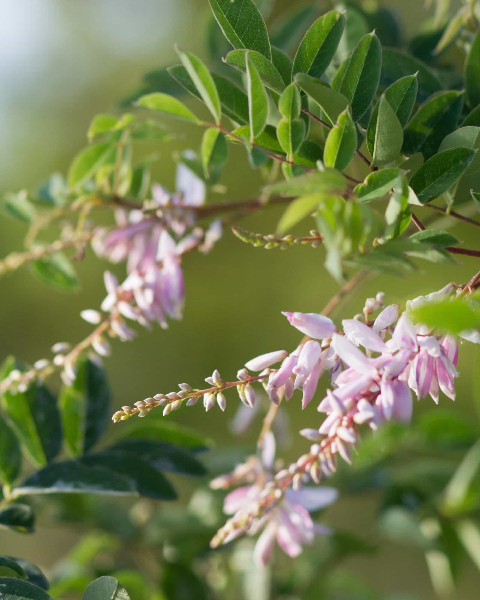 Pink Chinese Indigo