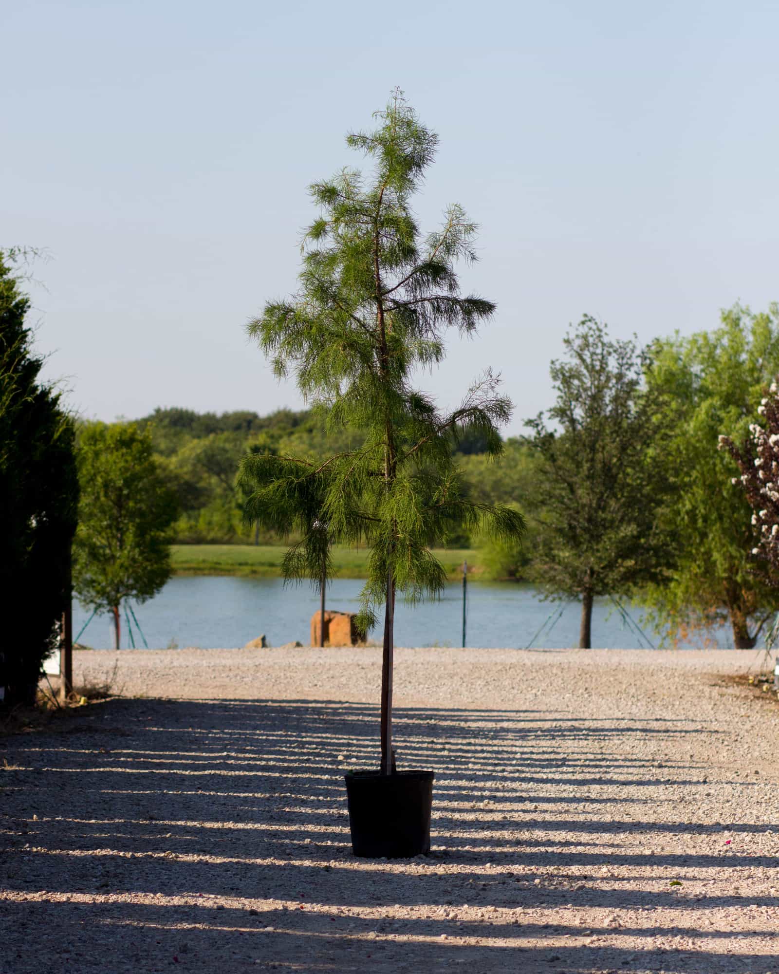 Pond Cypress Debonair