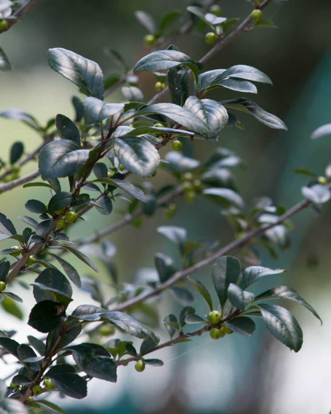 Possumhaw Holly