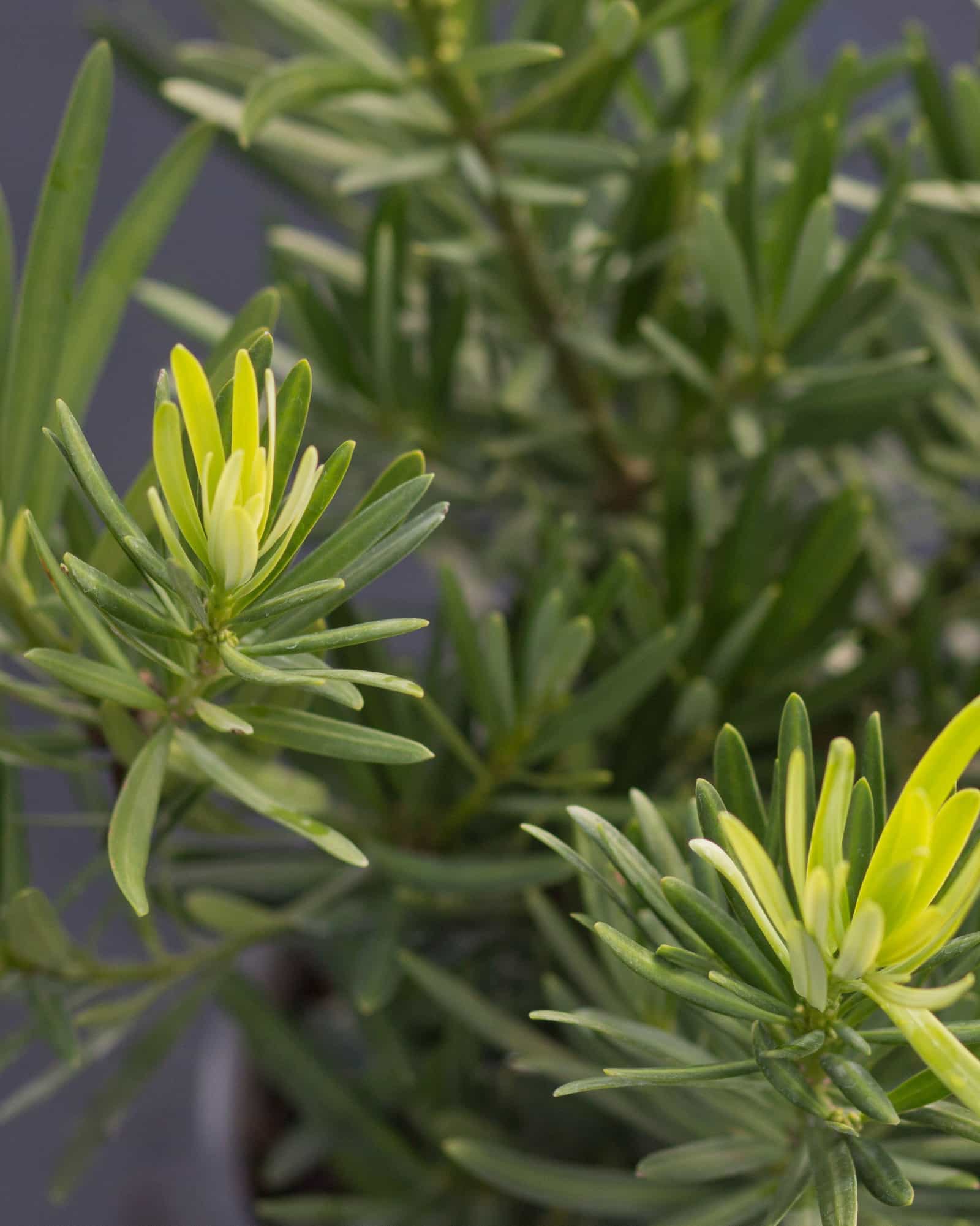 Pringle's Dwarf Yew