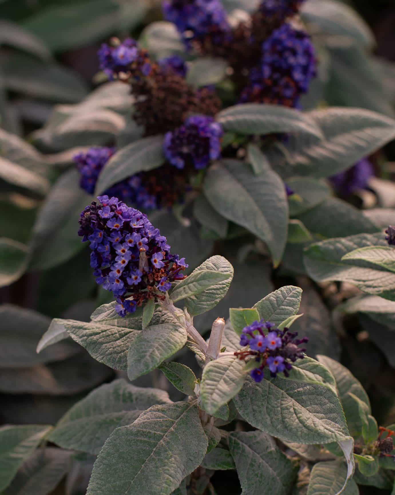 Pugster Blue Buddleia Butterfly Bush
